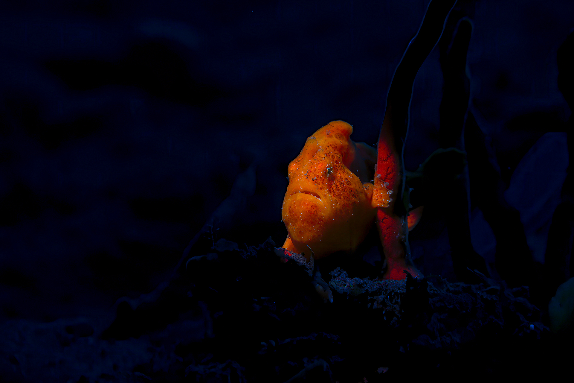 Mini frogfish