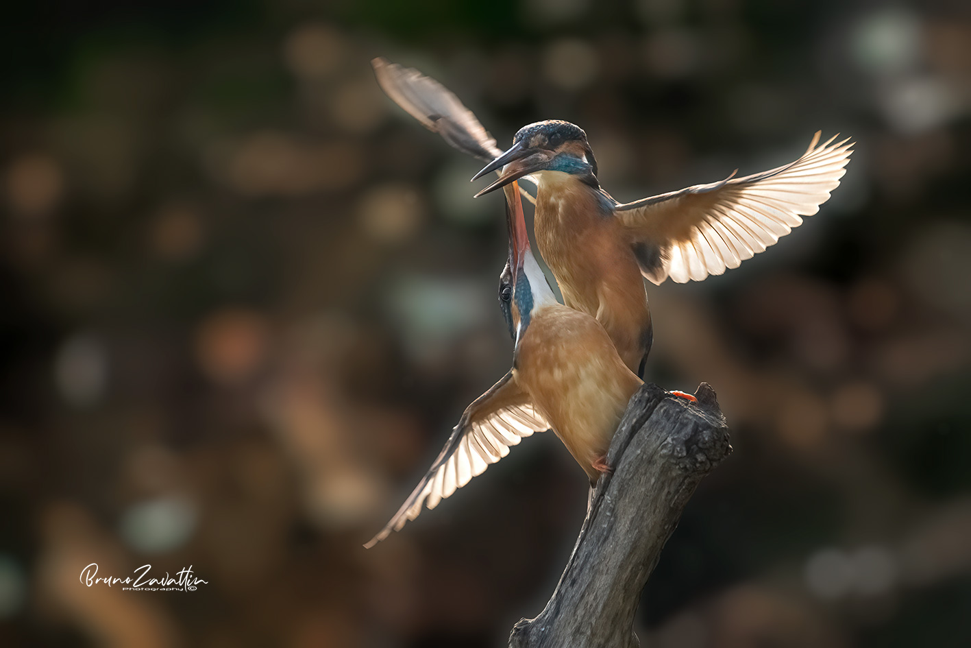Kingfisher