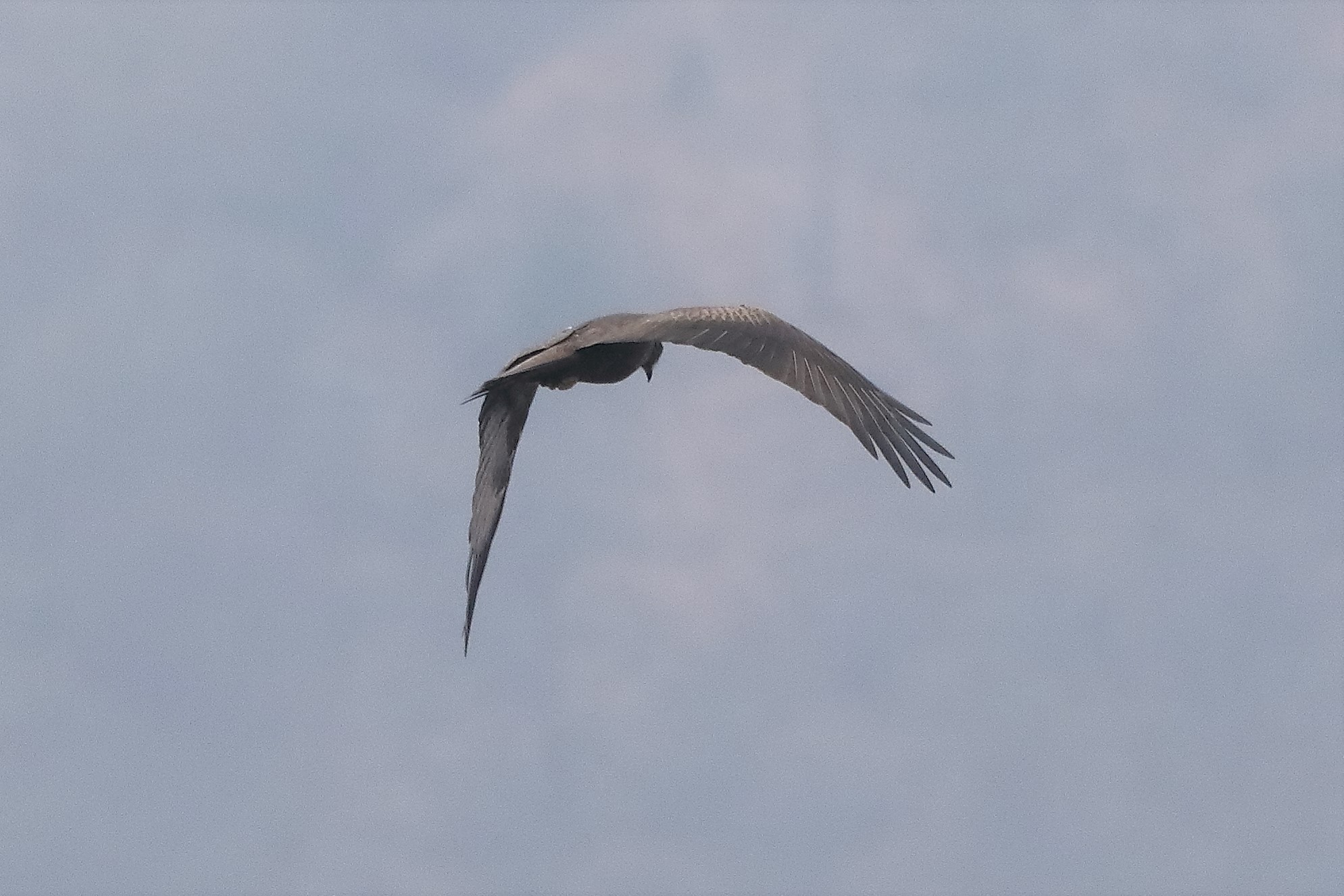 Black kite 30-03-2022