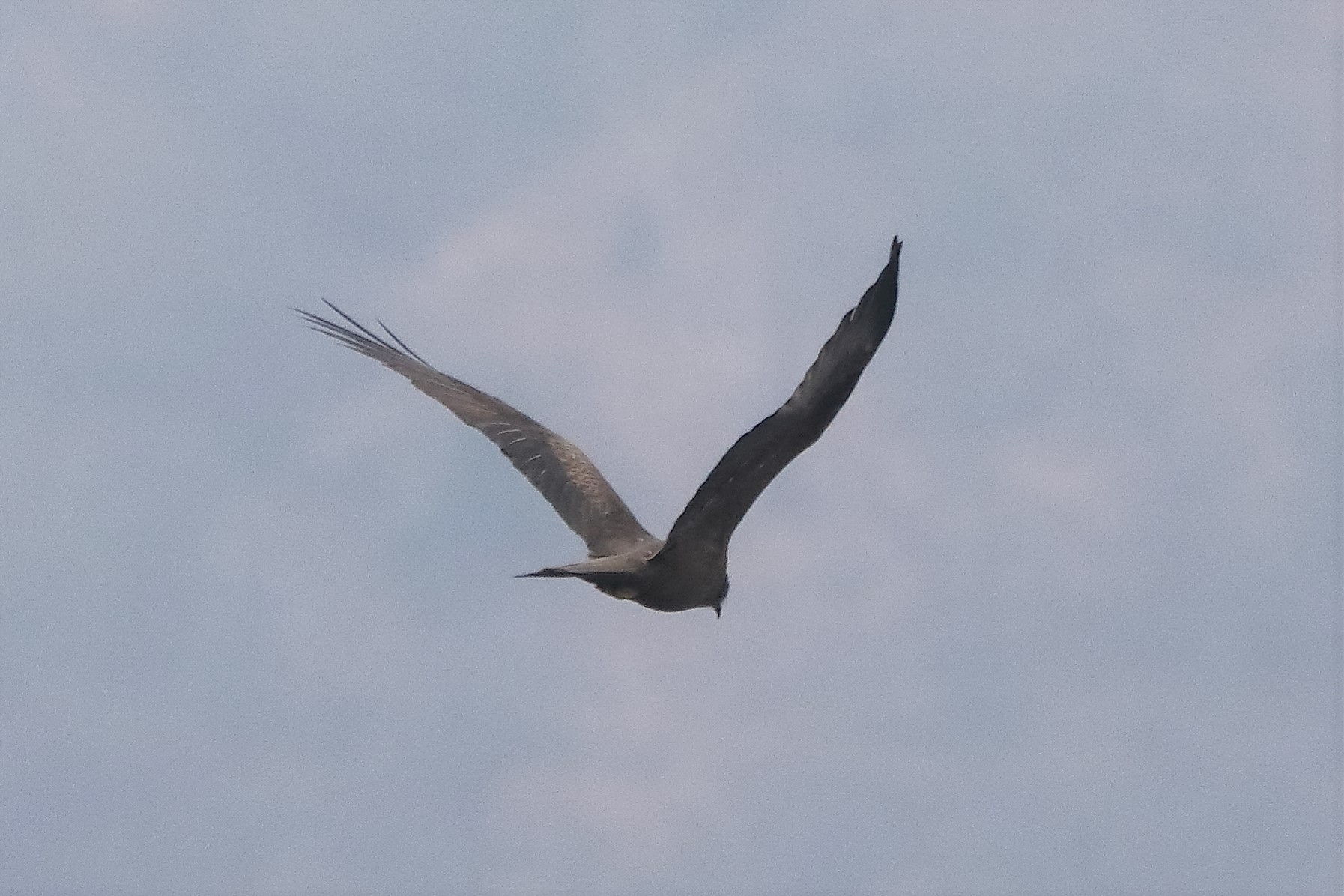 Black kite 30-03-2022