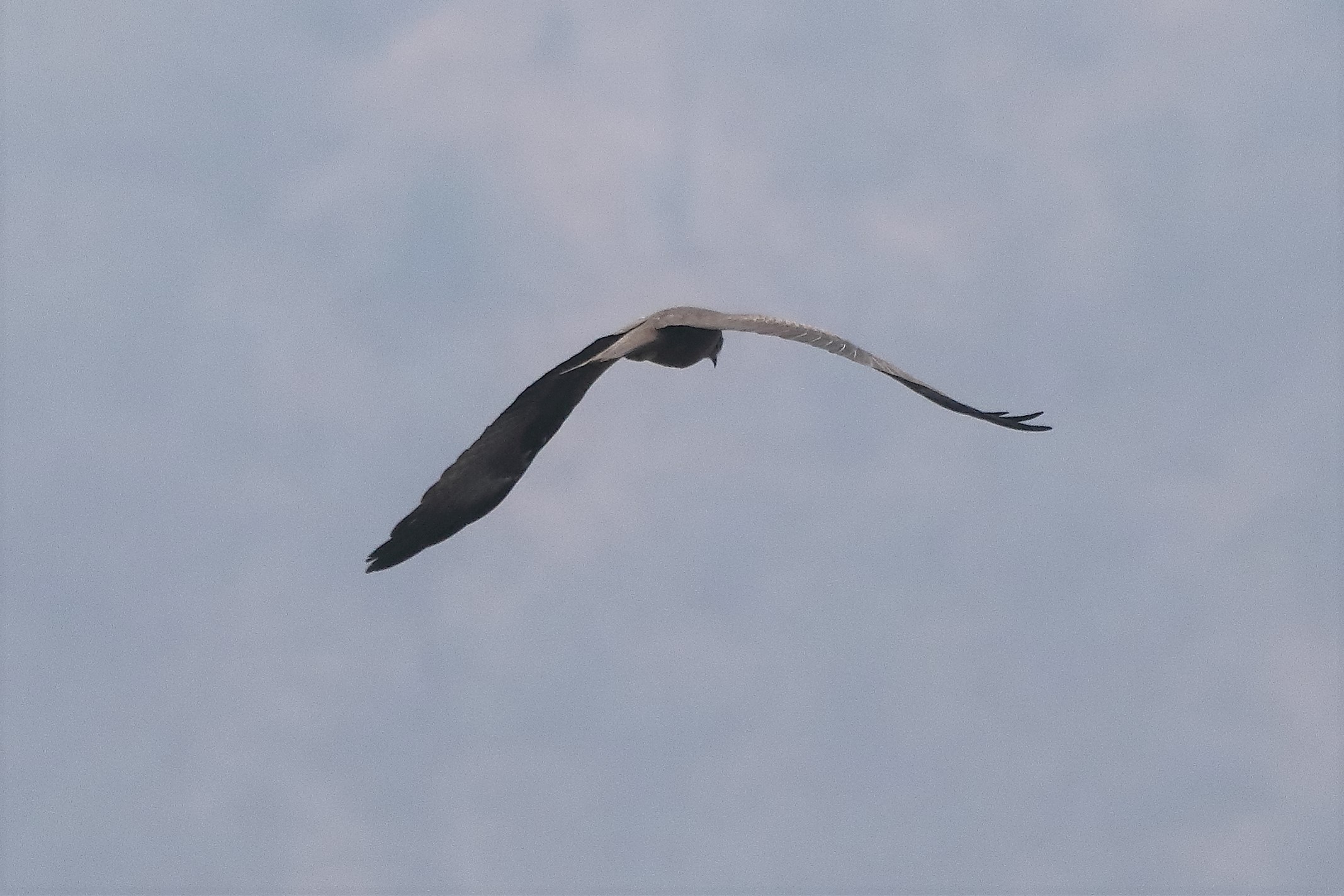 Black kite 30-03-2022