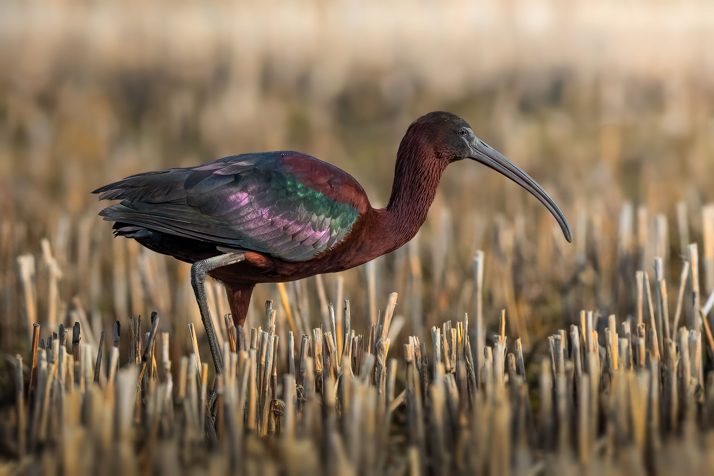 The Mignattaio maremmano