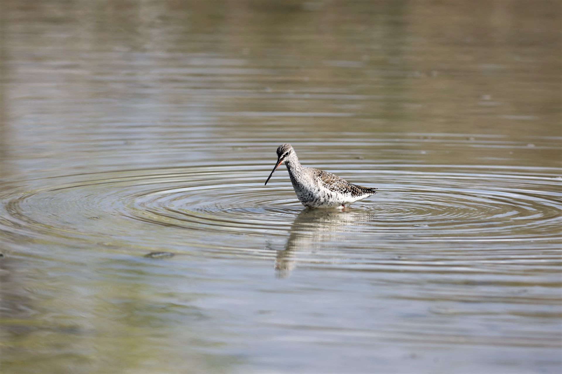 PiroPiro -evening fishing, evening fishing
