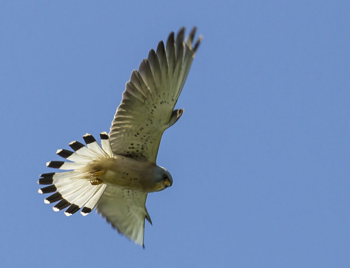Kestrel