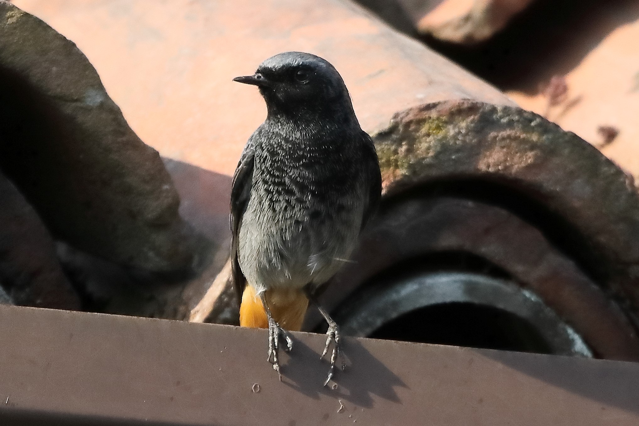 redstart 27-03-2022