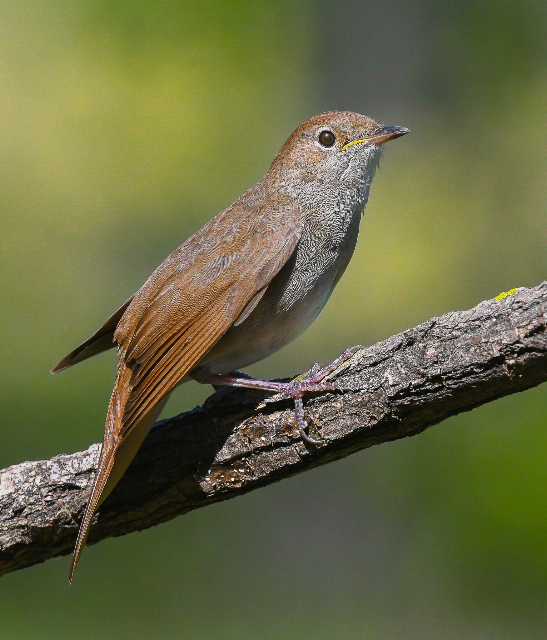 Usignolo, il re degli uccelli canterini