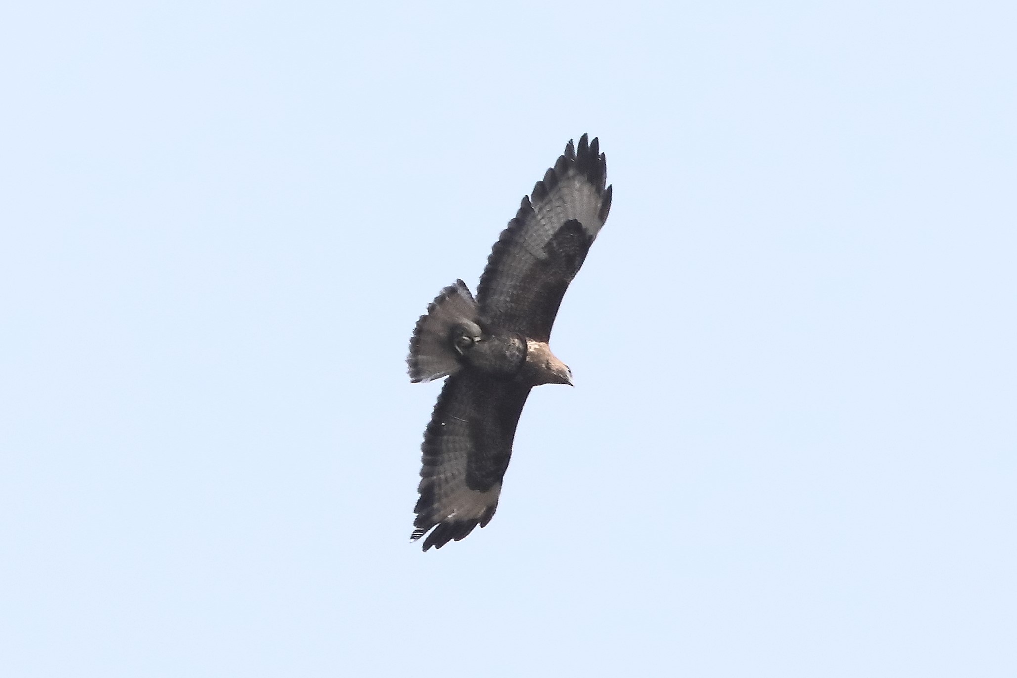 Buzzard 27-03-2022