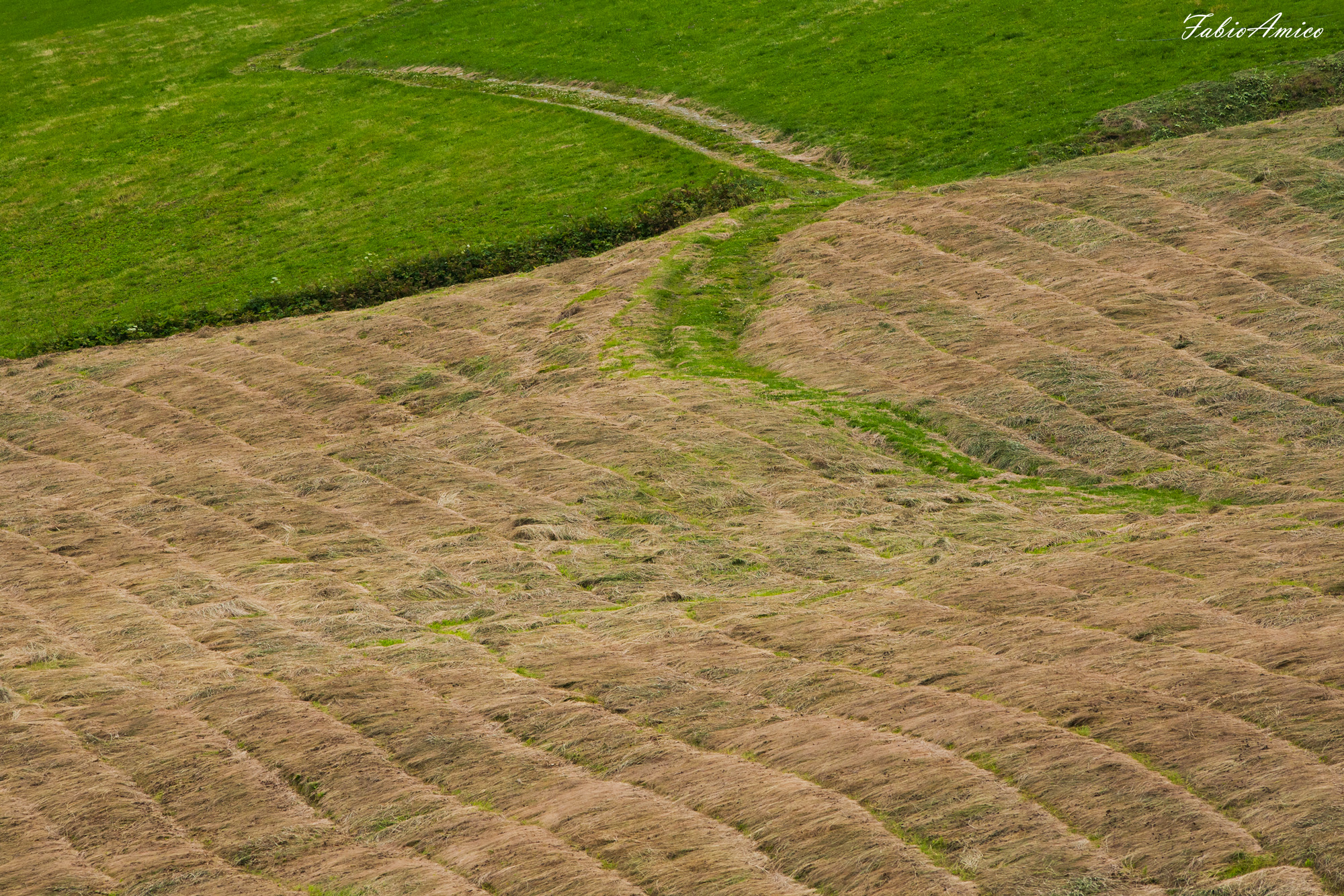 Intertwining Lines - Intrecci di Linee