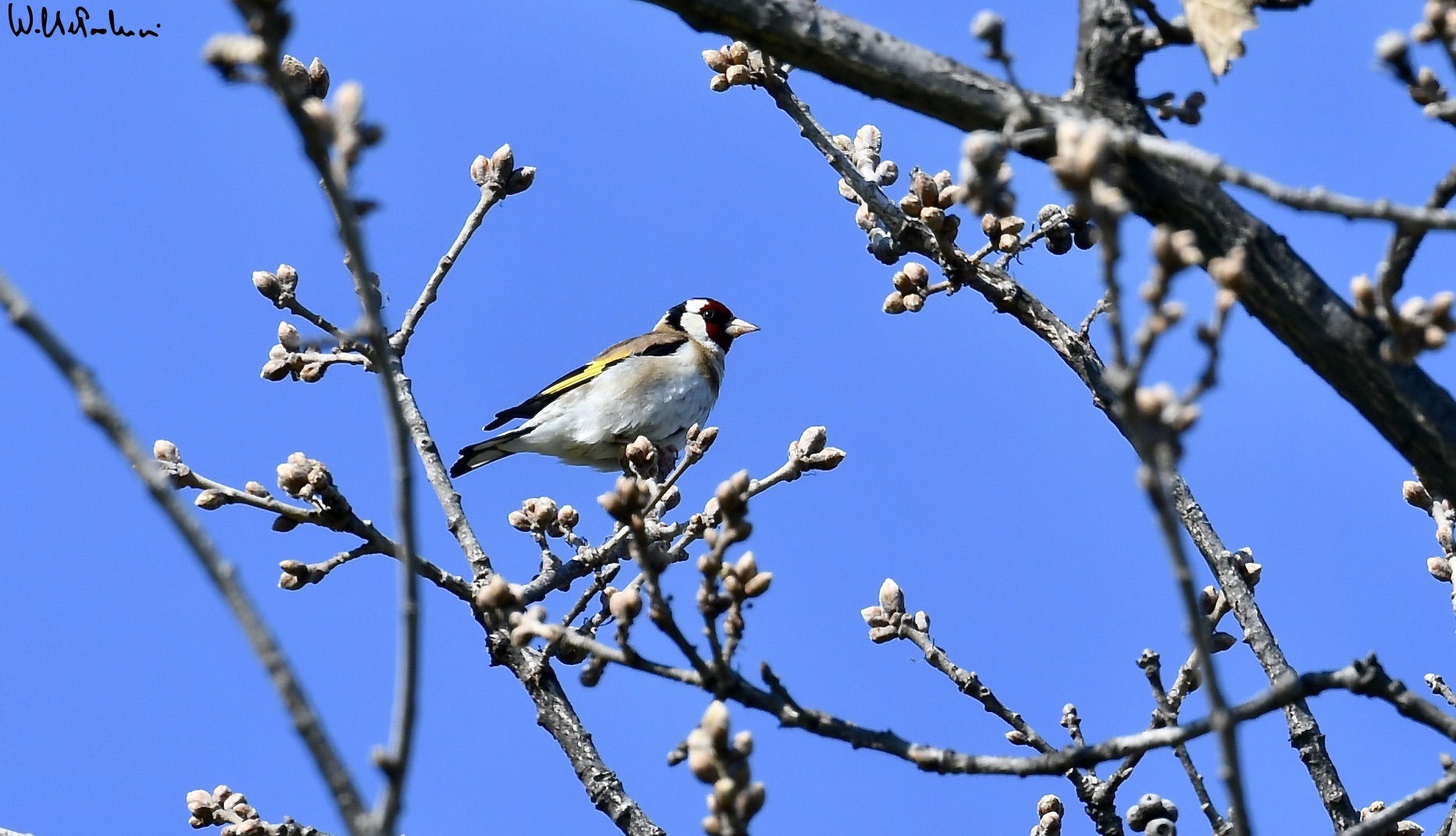 Goldfinch
