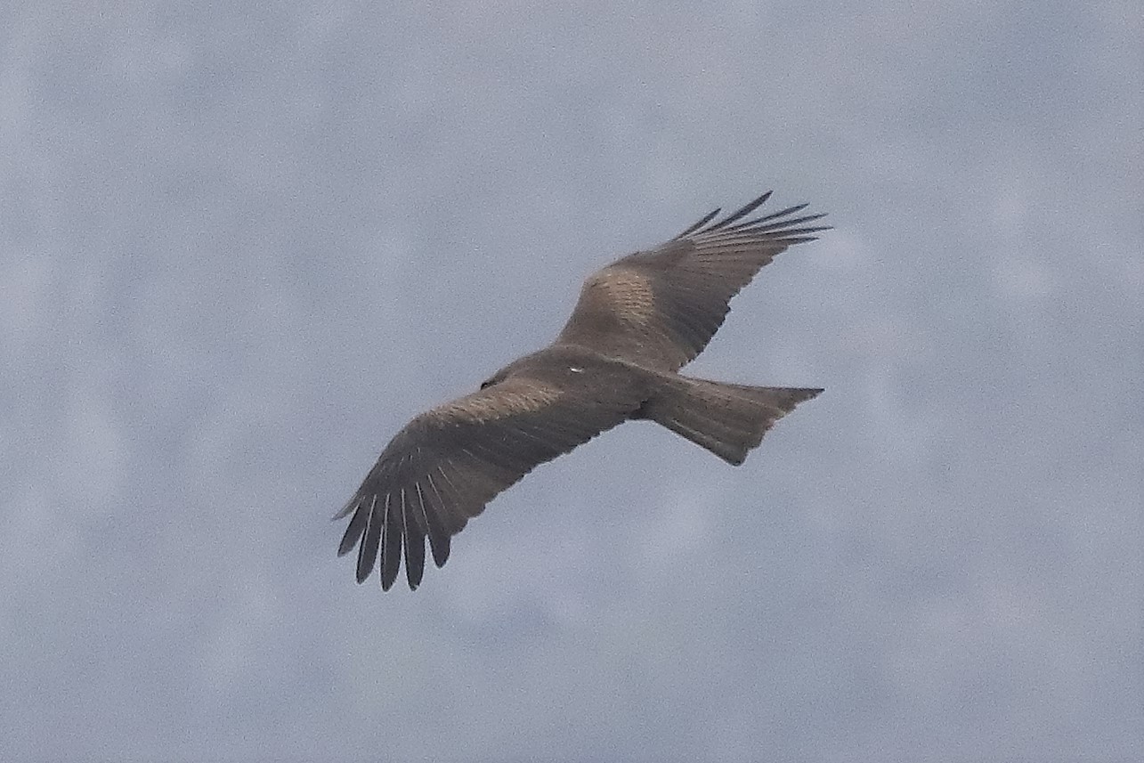 Black kite 30-03-2022