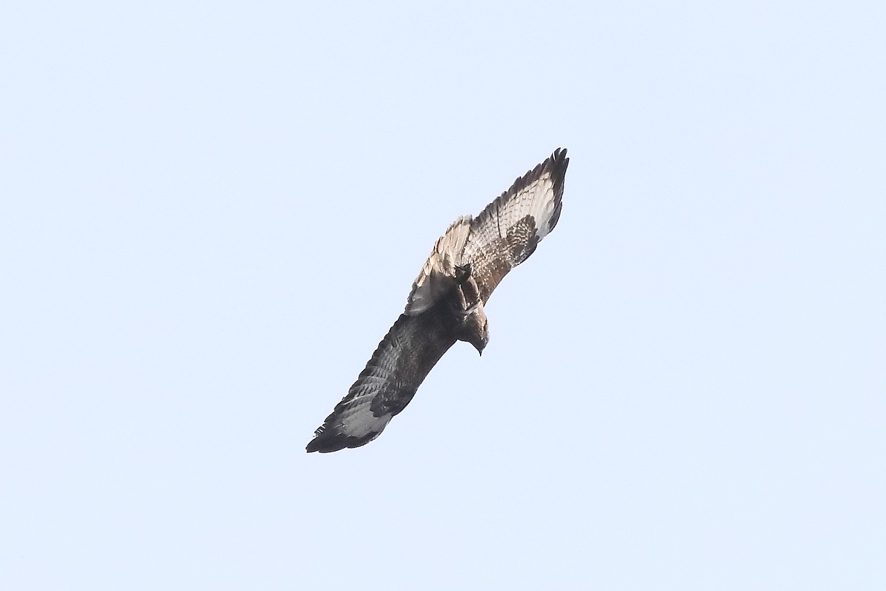 Buzzard 27-03-2022