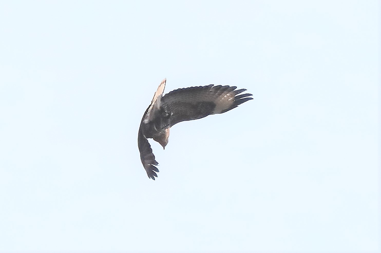 Buzzard 27-03-2022