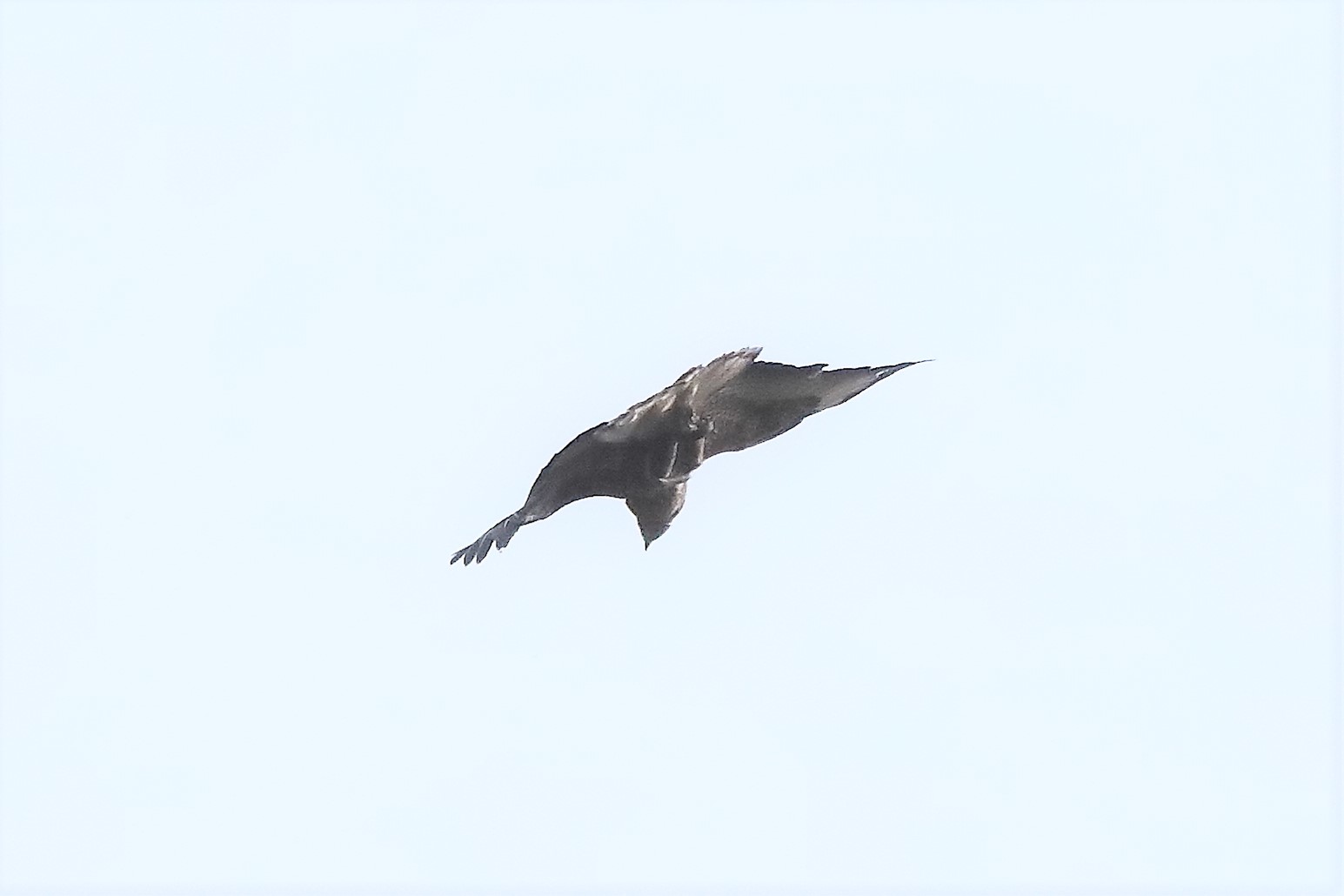 Buzzard 27-03-2022