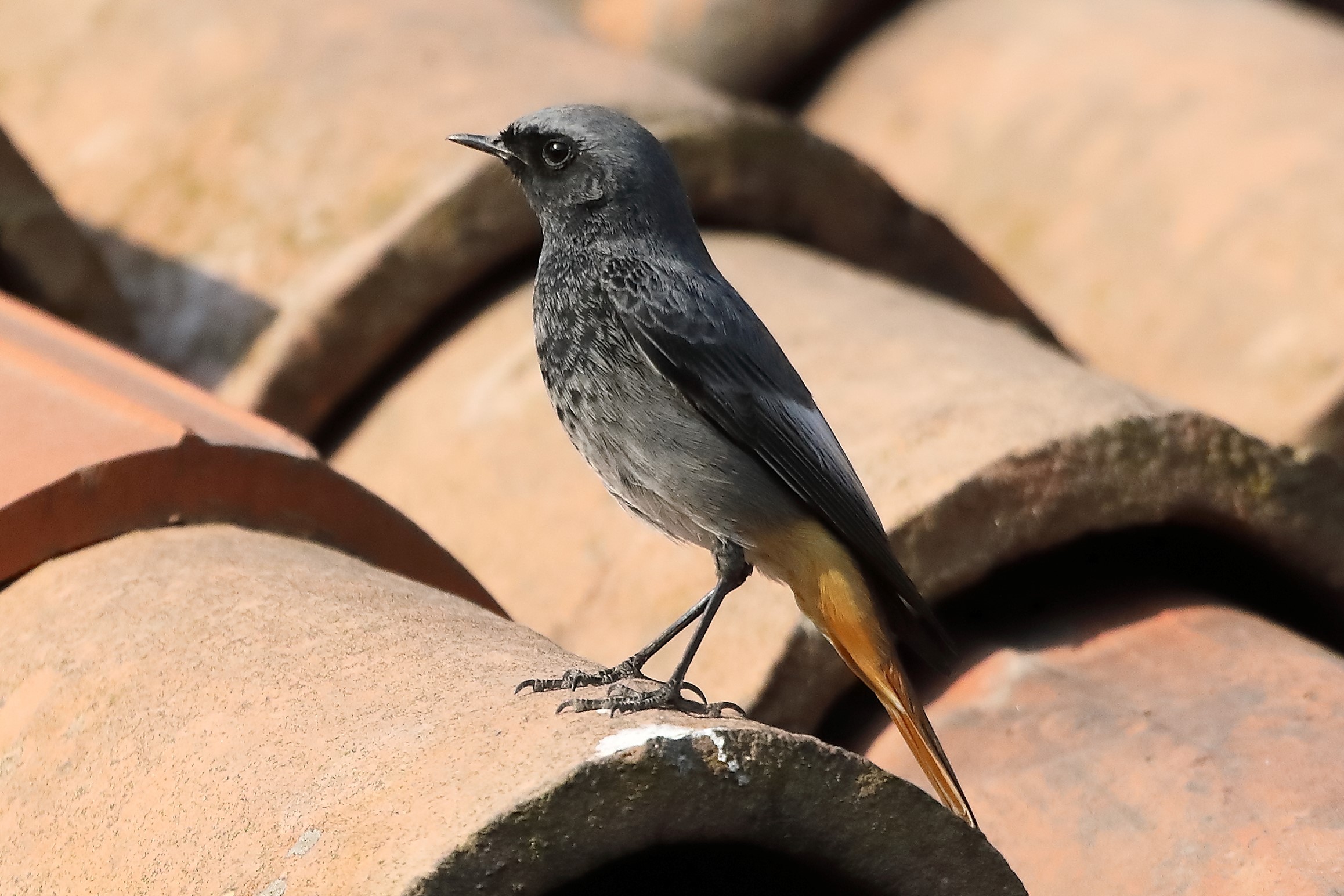 redstart 27-03-2022