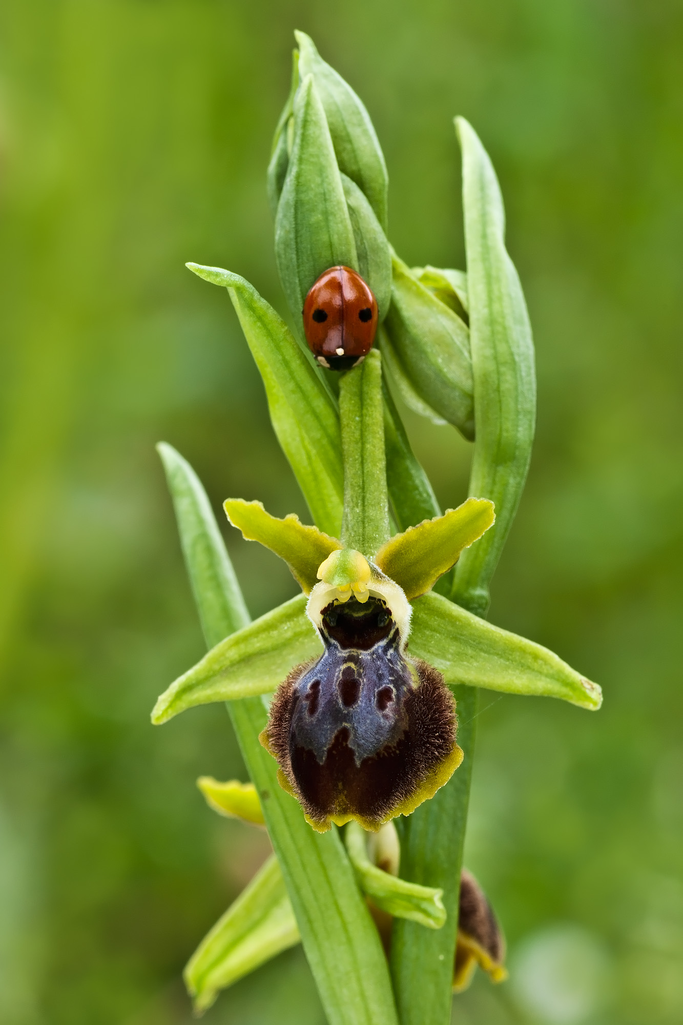 Orchidea e coccinella