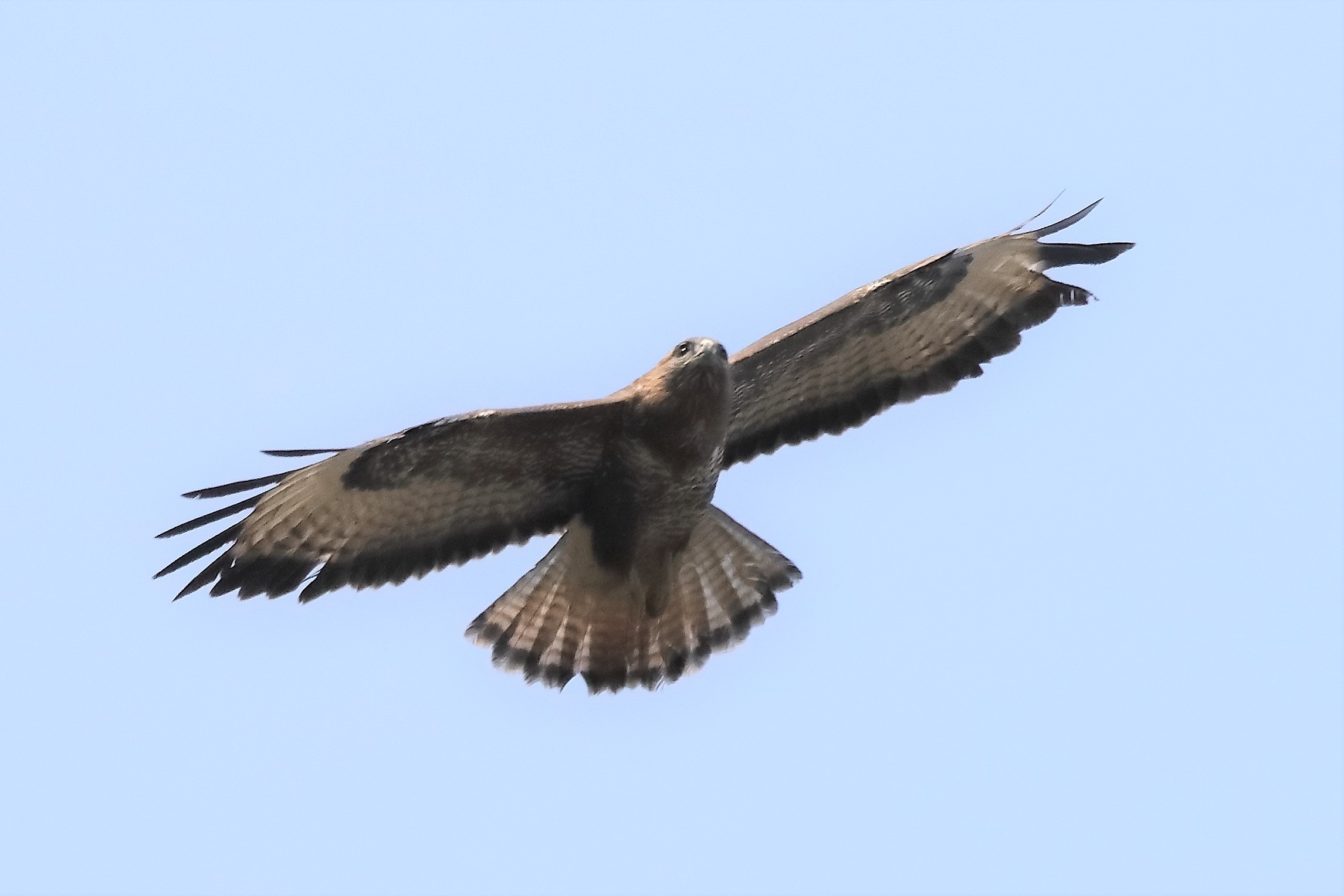 Buzzard 27-03-2022