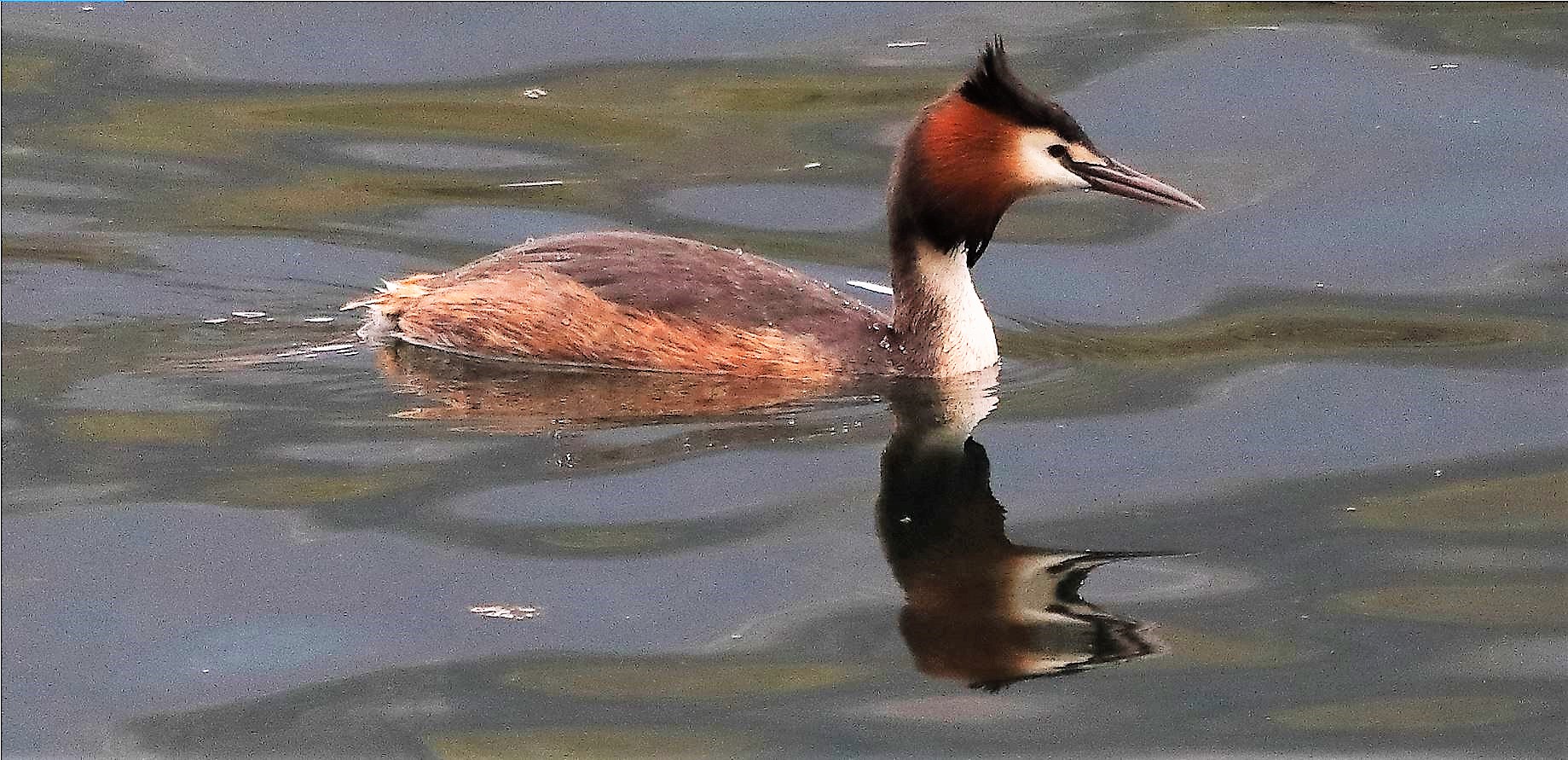 grebe 31-03-2022