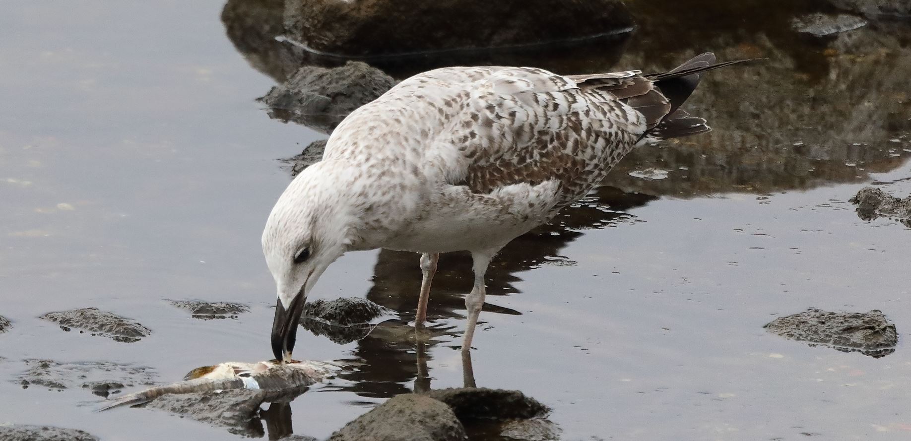 terrestrial gull 31-03-2022