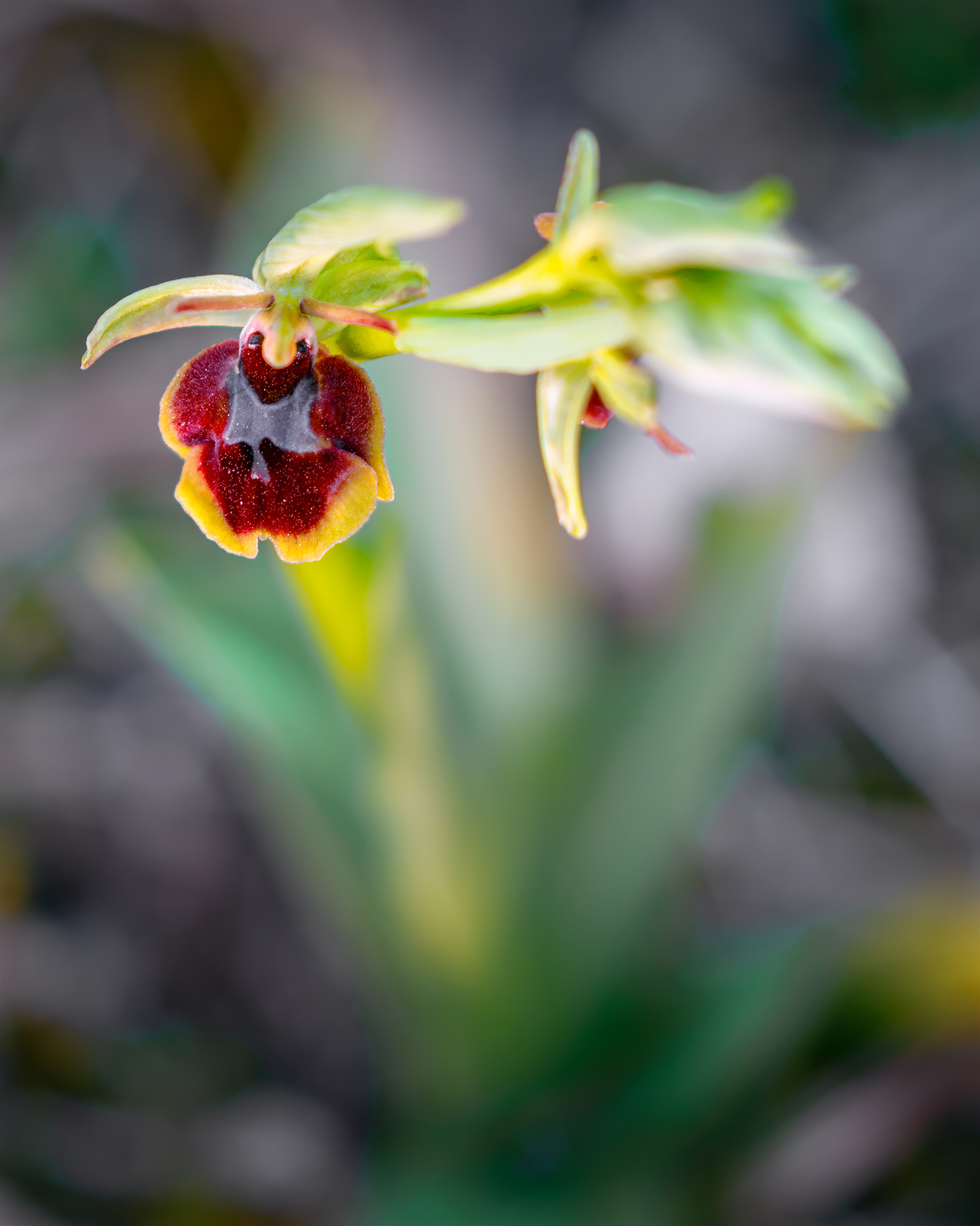 Ophrys insectiferaXsphegodes