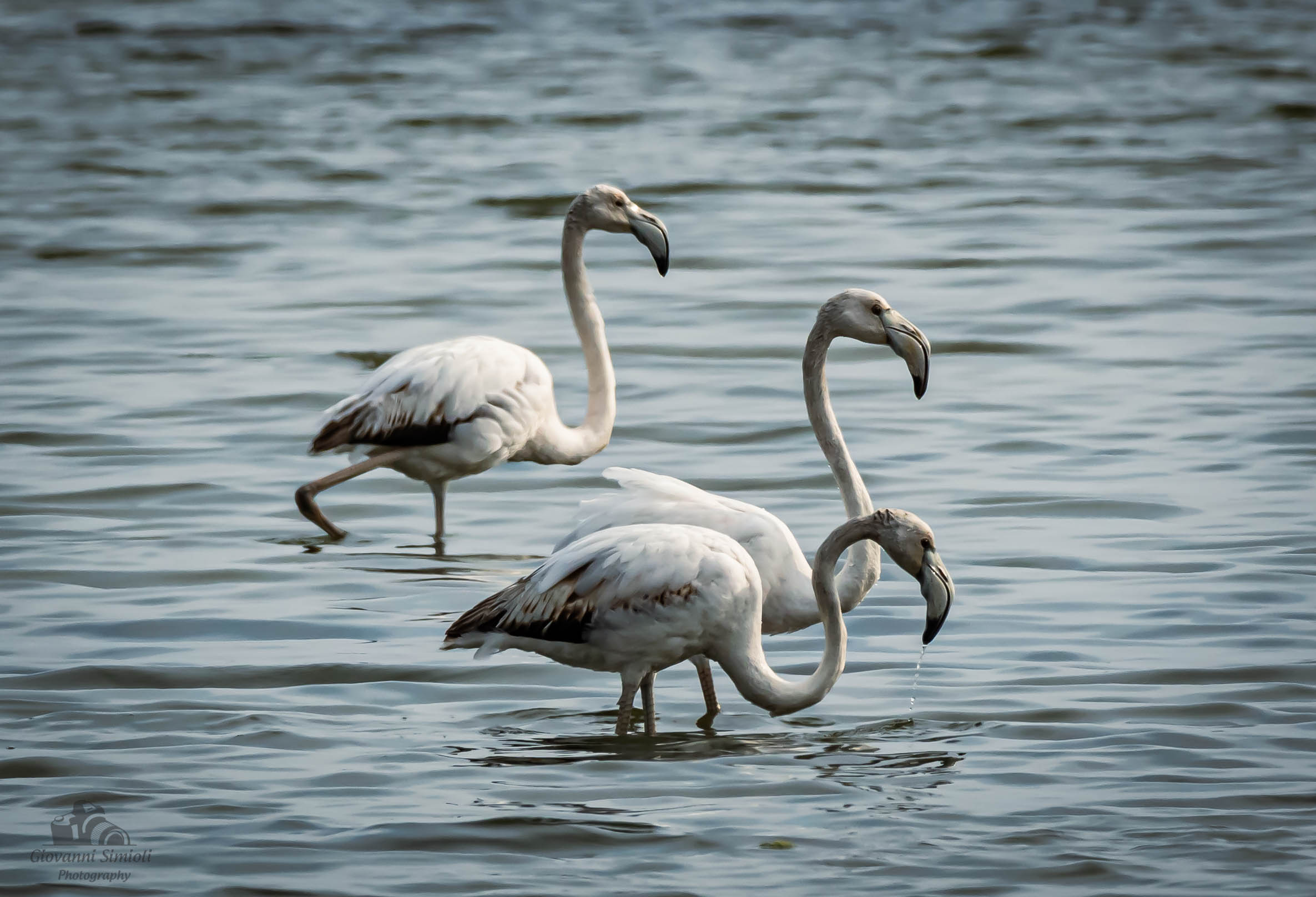 Fenicotteri in Valle Cavanata, Fossalon di Grado (go)