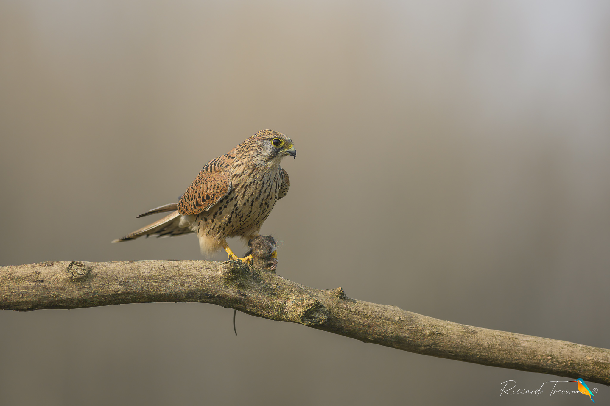 la colazione del gheppio