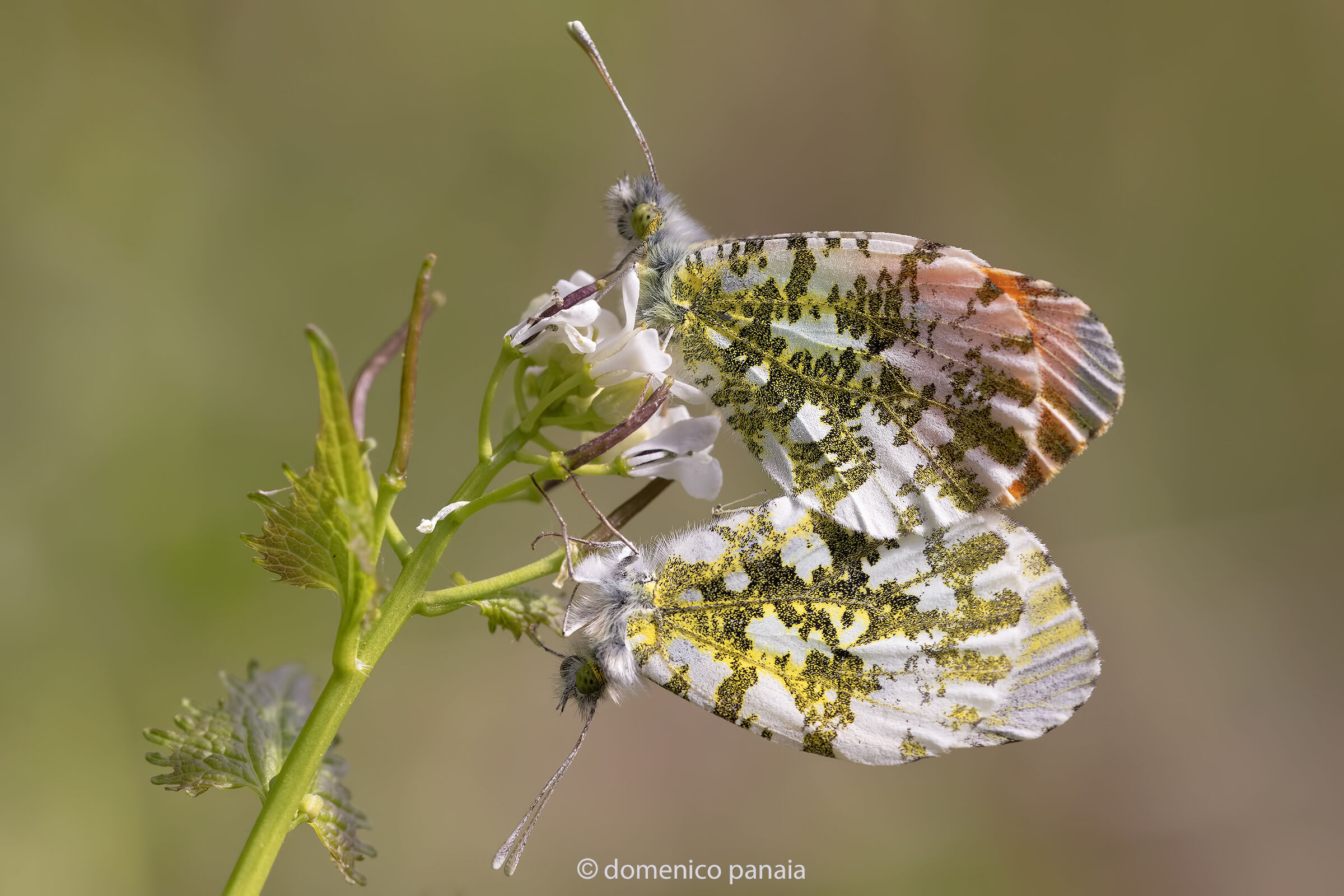 anthocharis cardamines