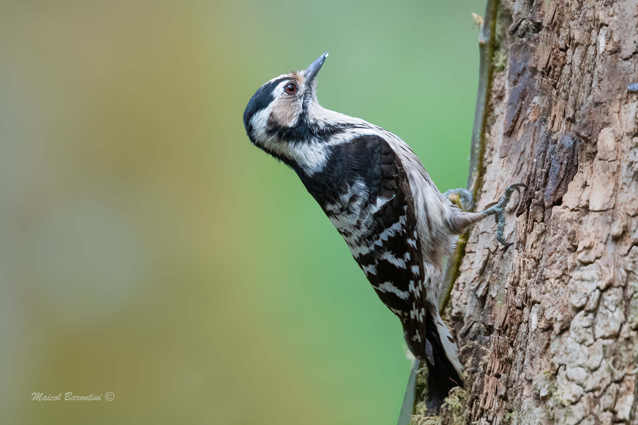Picchio rosso minore femmina