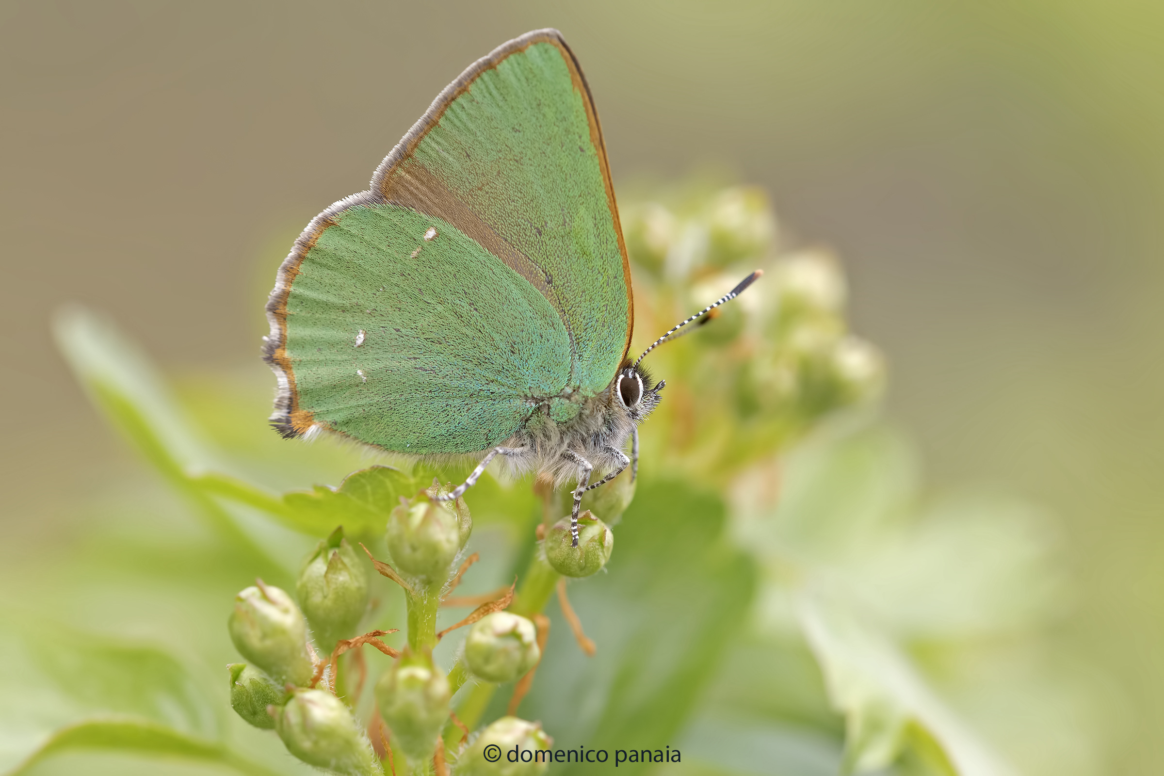 callophrys rubi