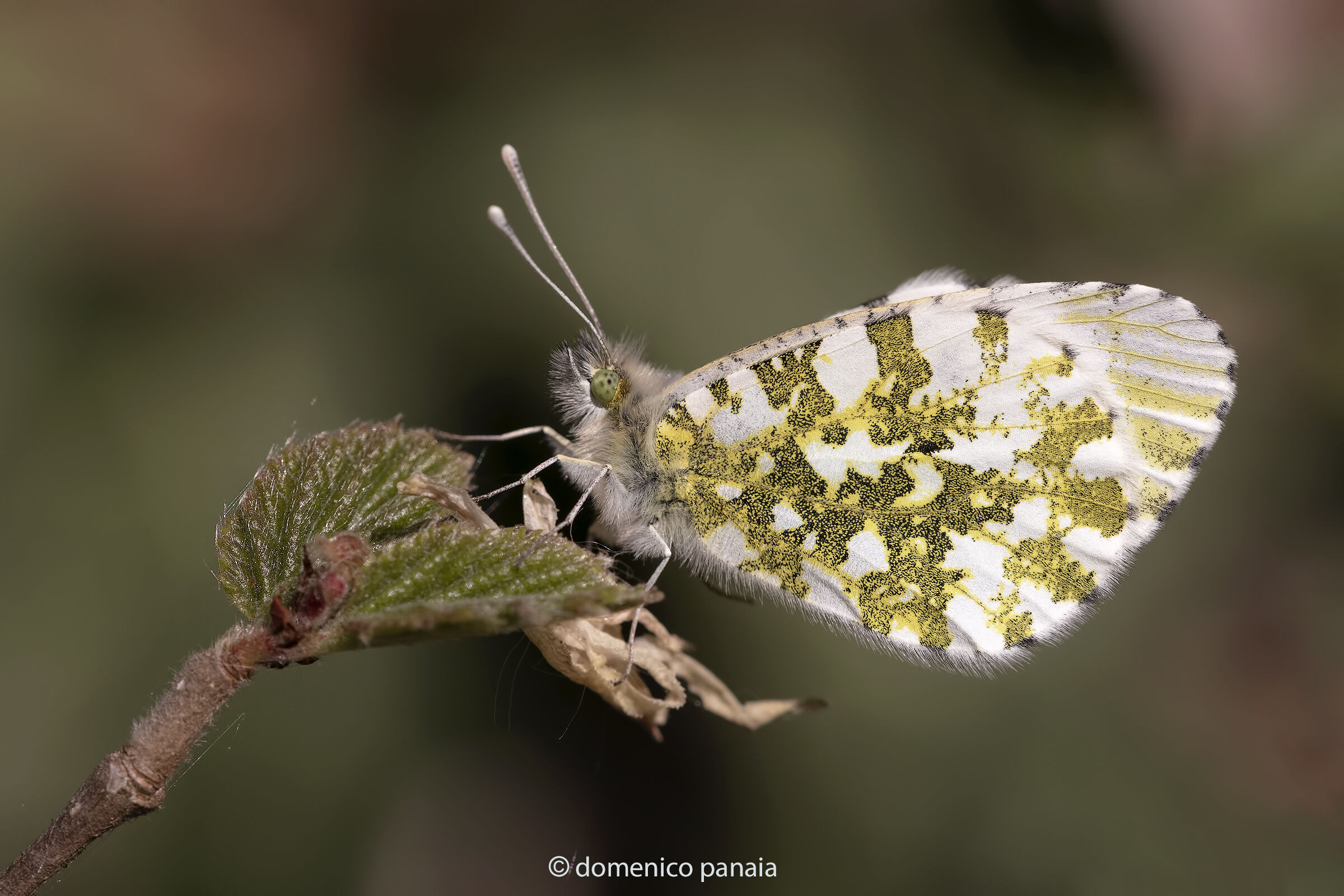 anthocharis cardamines