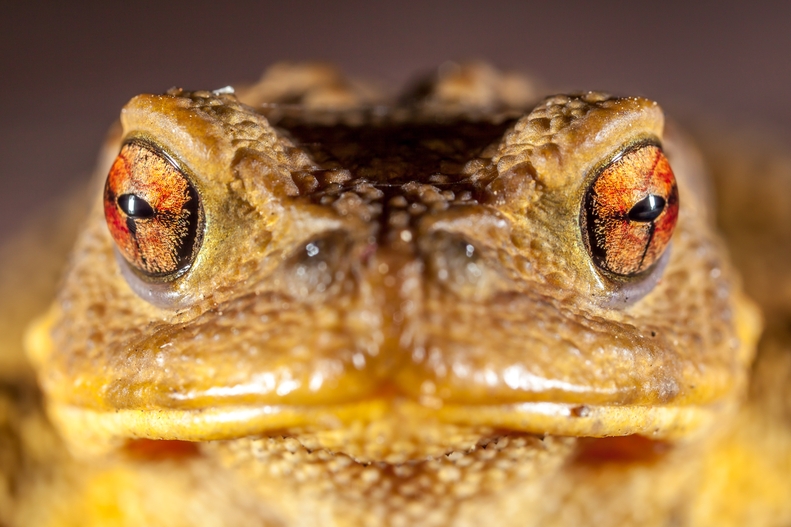 nice eyes