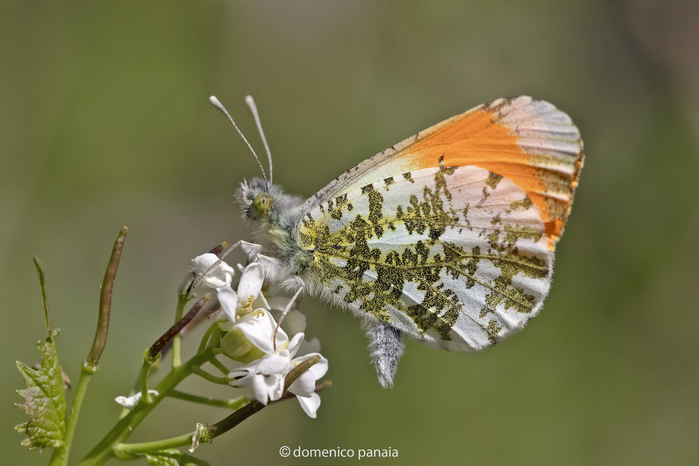 anthocharis cardamines