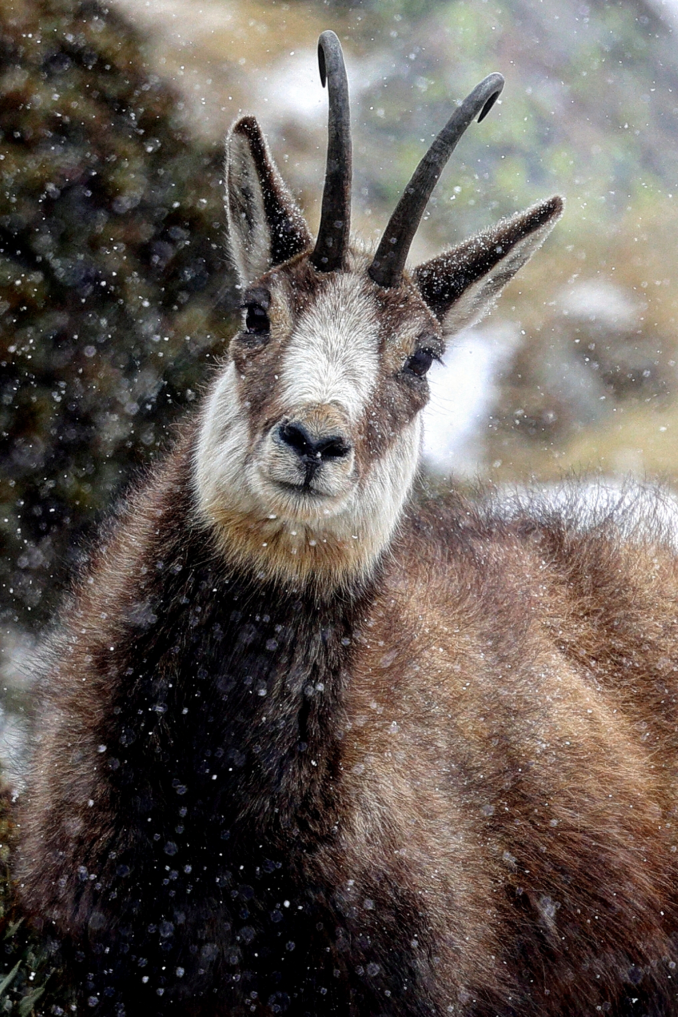 Ritratto di camoscio