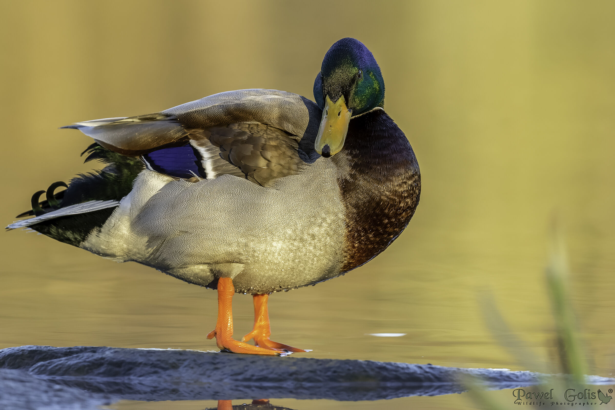 Germano reale (Anas platyrhynchos)