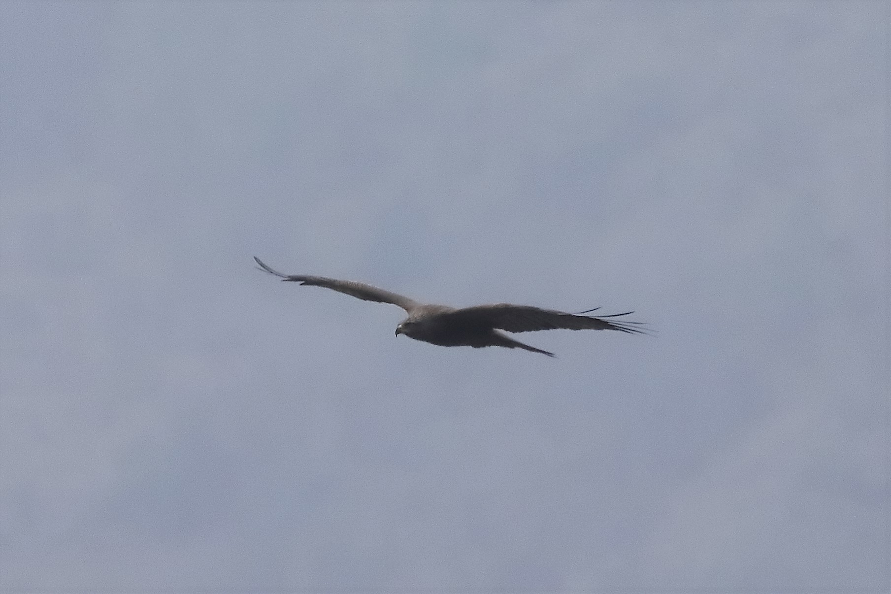 Black kite 30-03-2022
