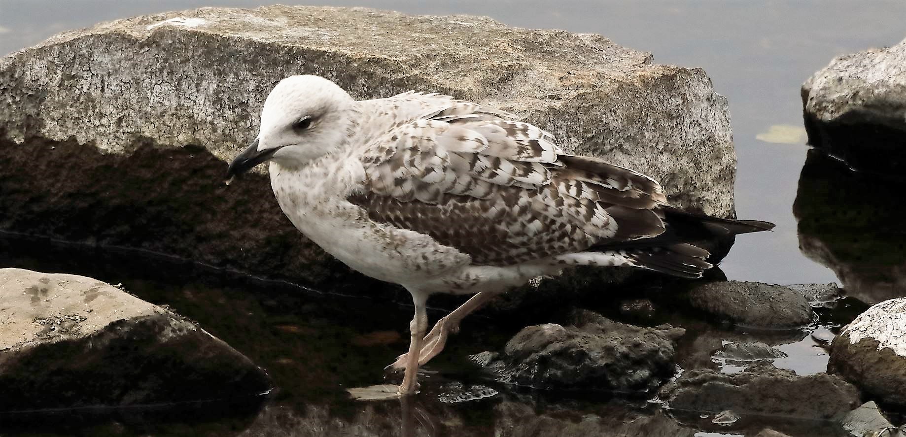 terrestrial gull 31-03-2022