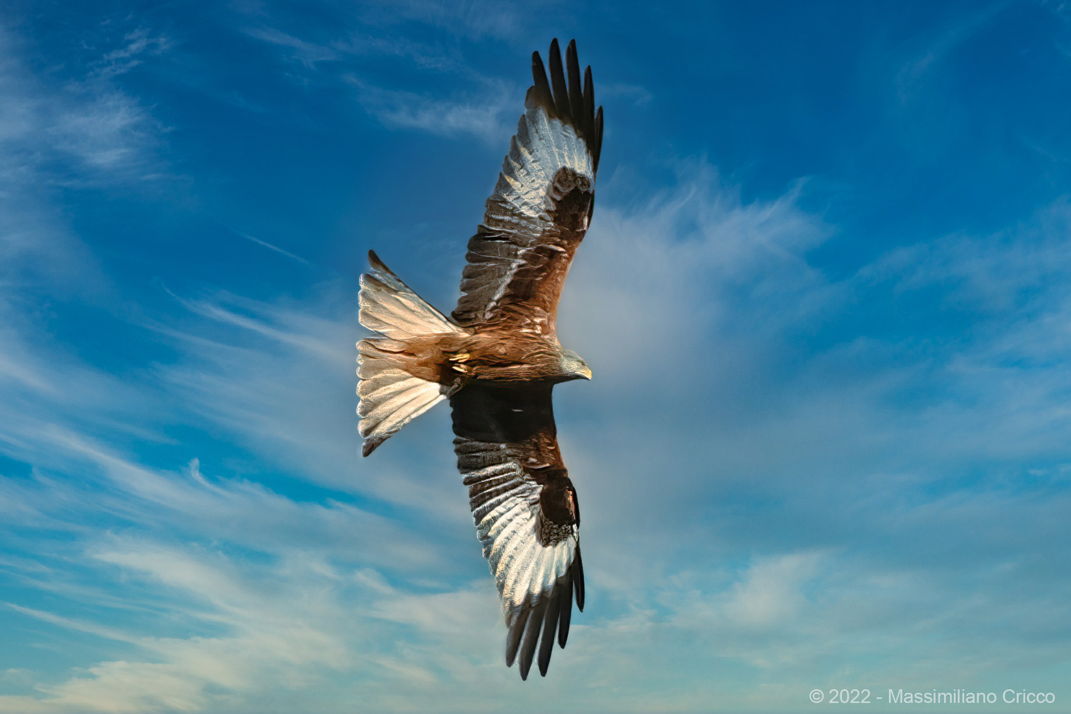 Nibbio reale - Lago di Neuchâtel, Svizzera
