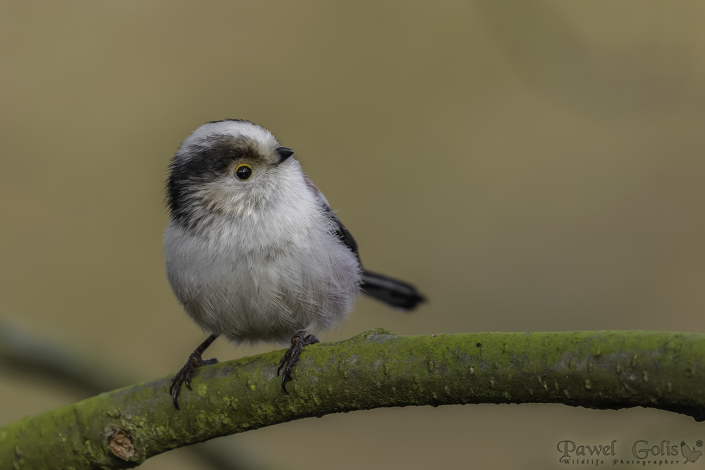 Bushtit dalla coda lunga (Aegithalos caudatus)
