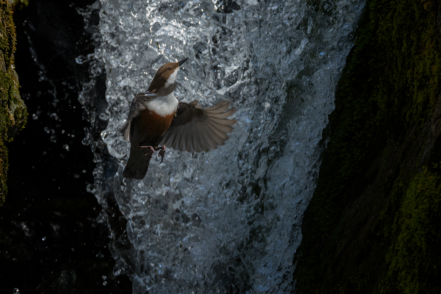 Il folletto del fiume (merlo acquaiolo)