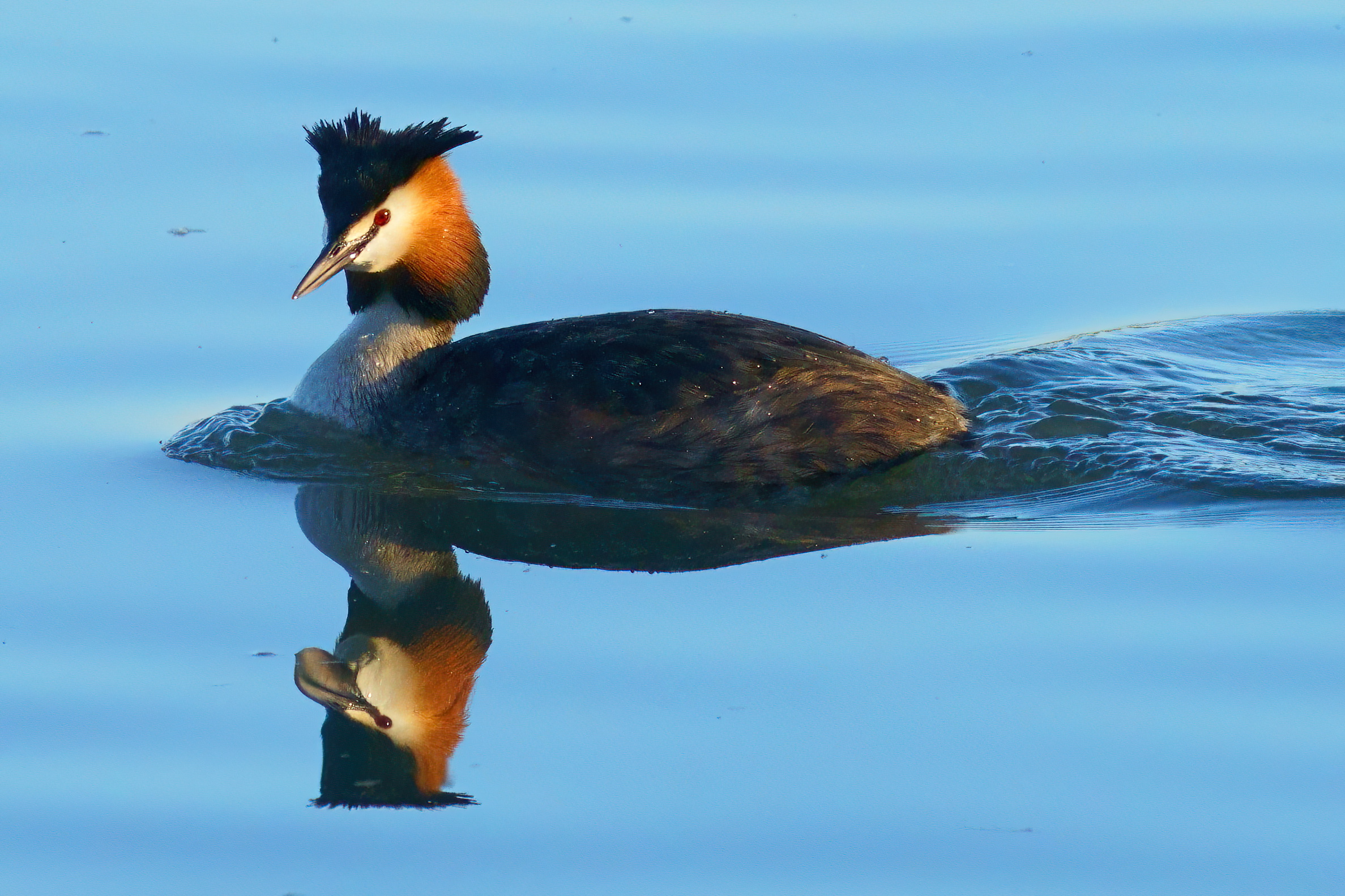 Grebe in the mirror