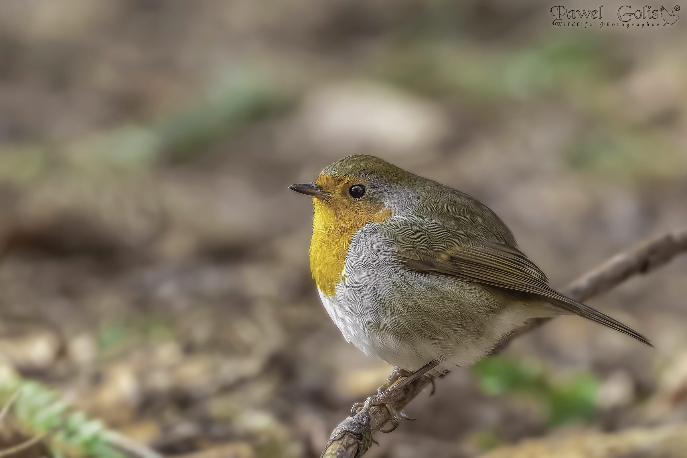Pettirosso europeo (Erithacus rubecula)