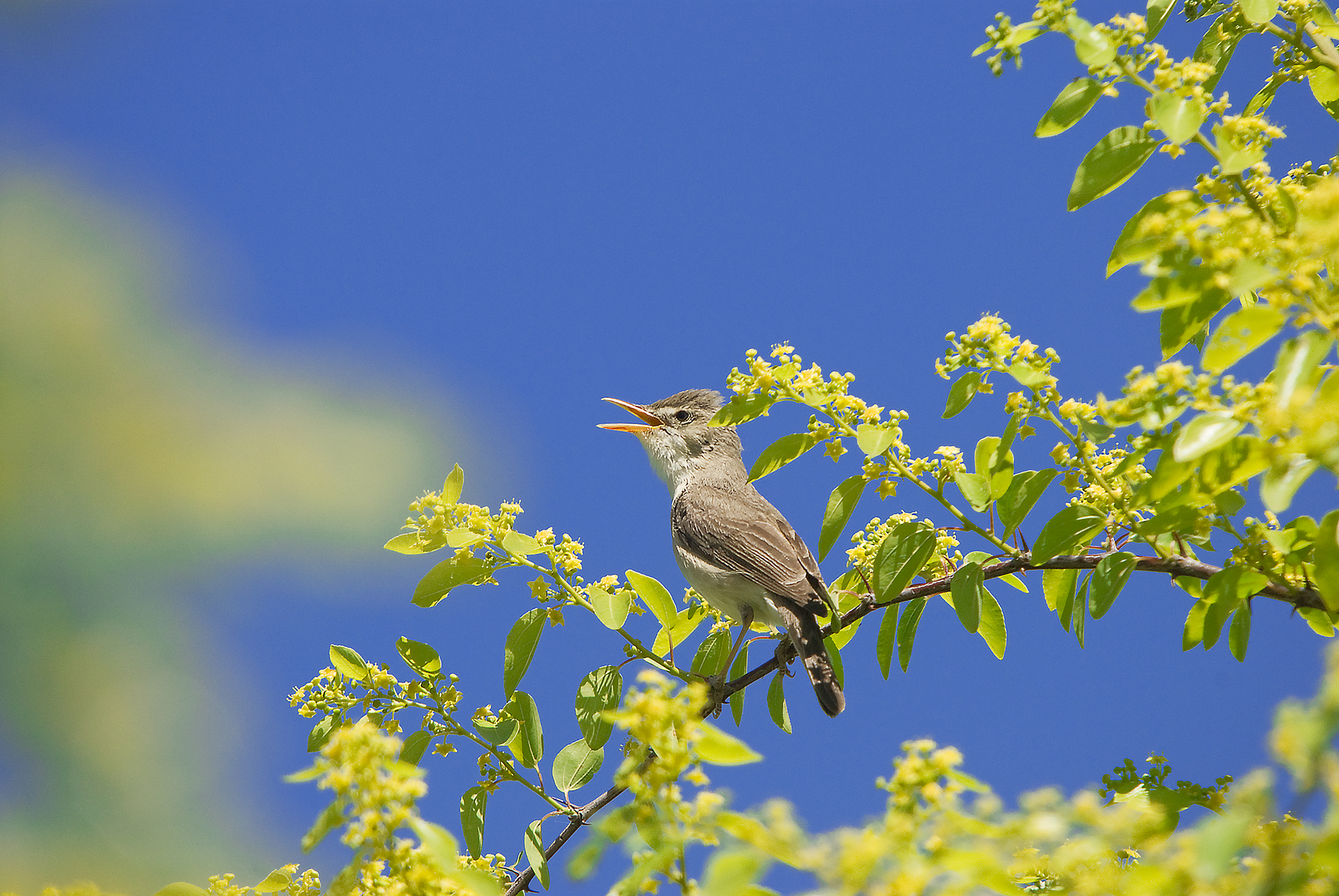 Eastern pale canapino