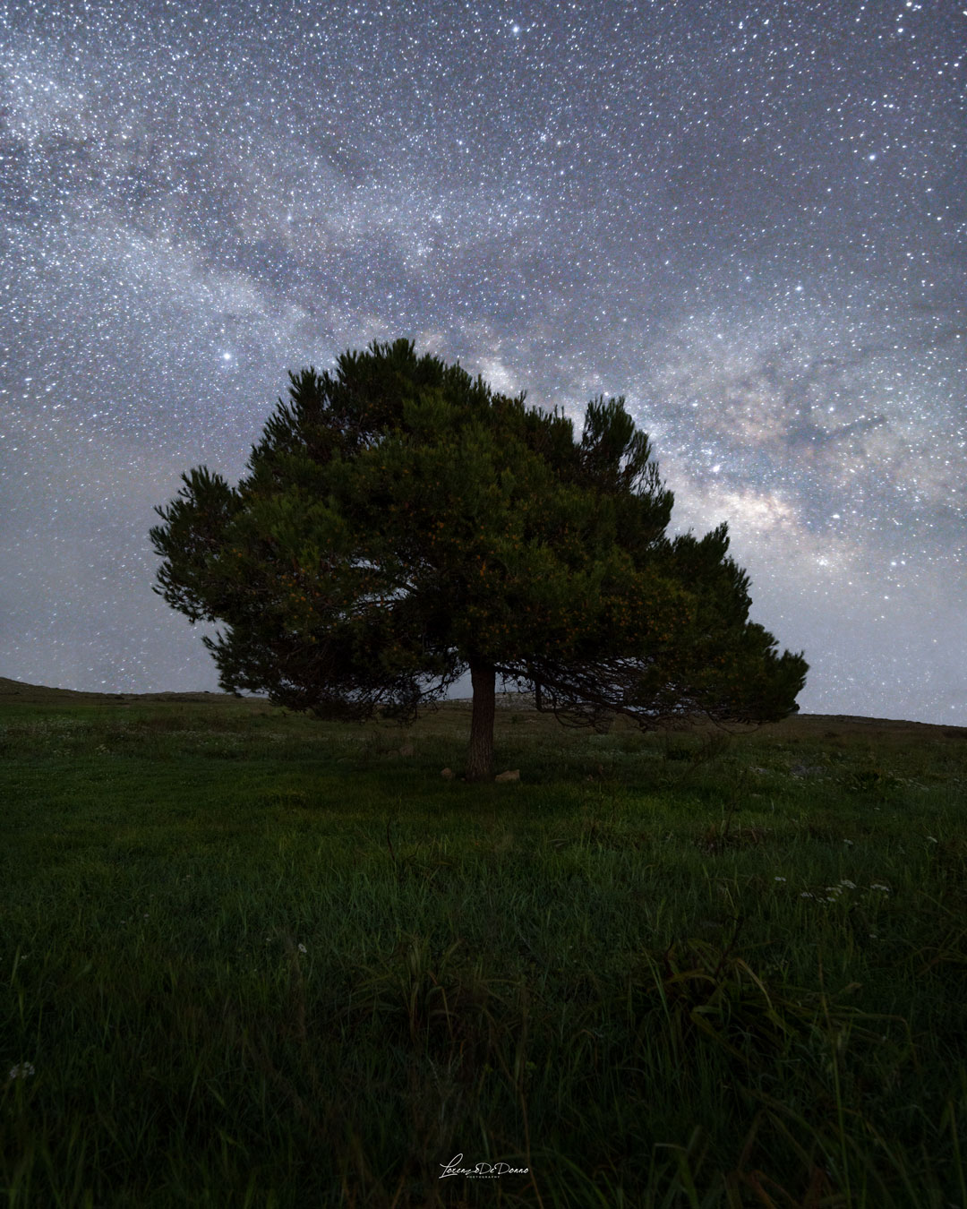 the solitary tree