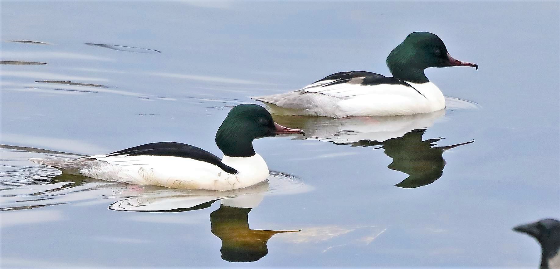 smerghi M 31-03-2022