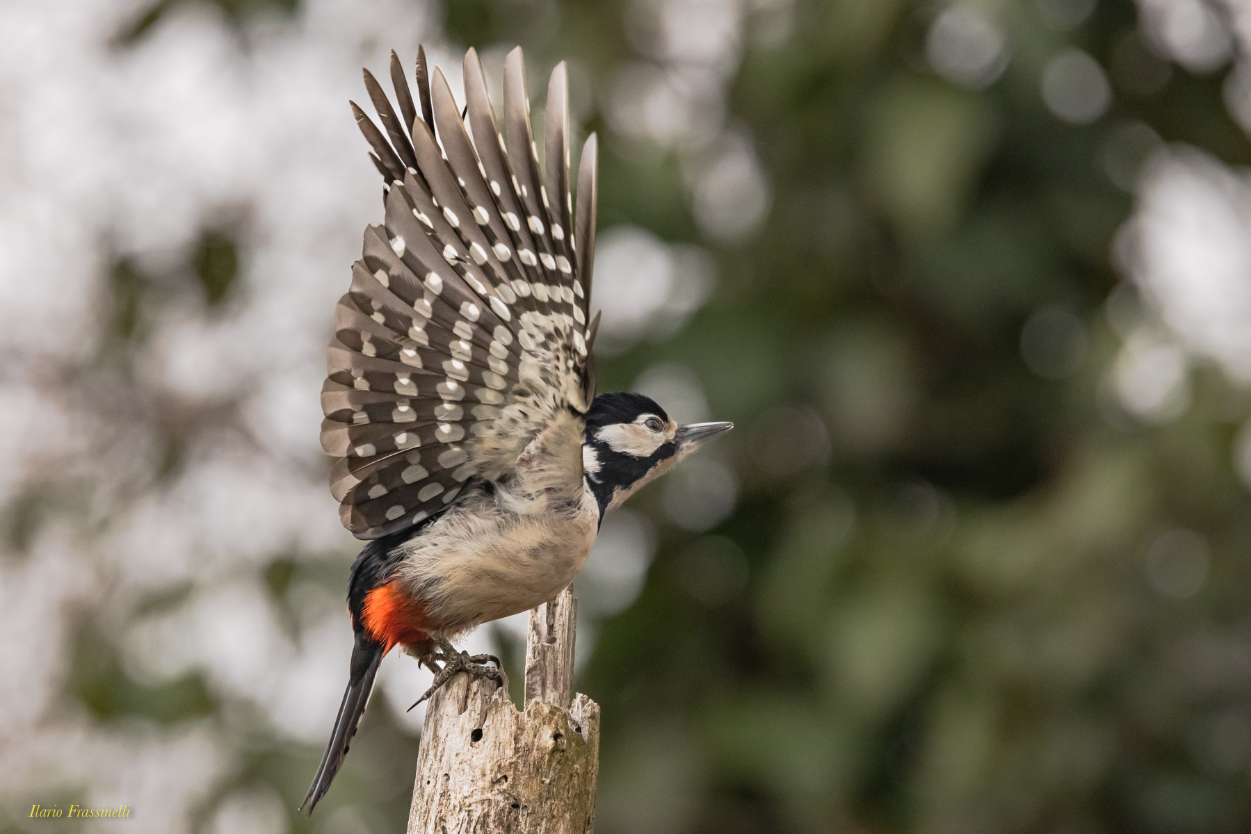Picchio rosso maggiore