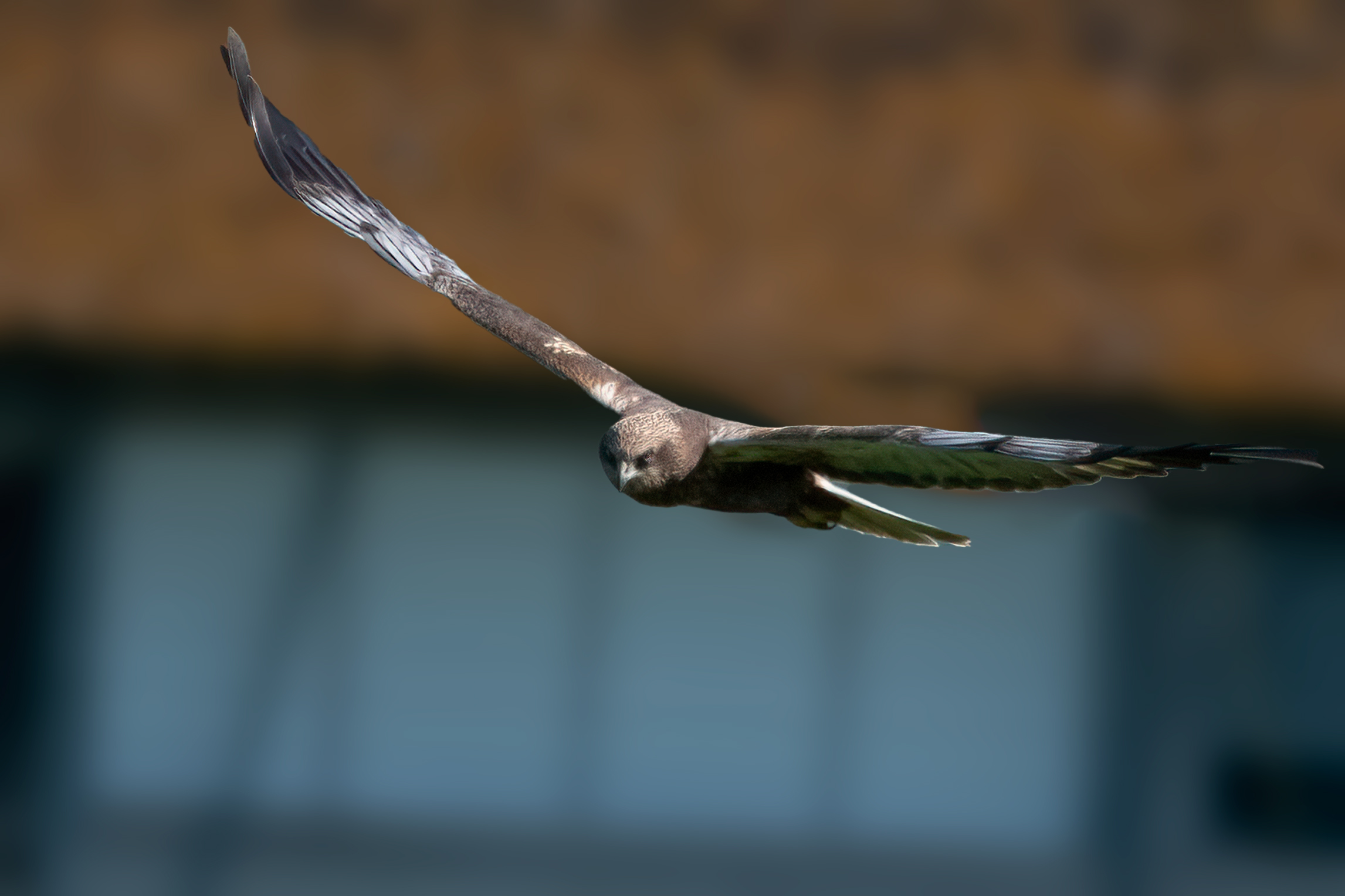 Male marsh falcon