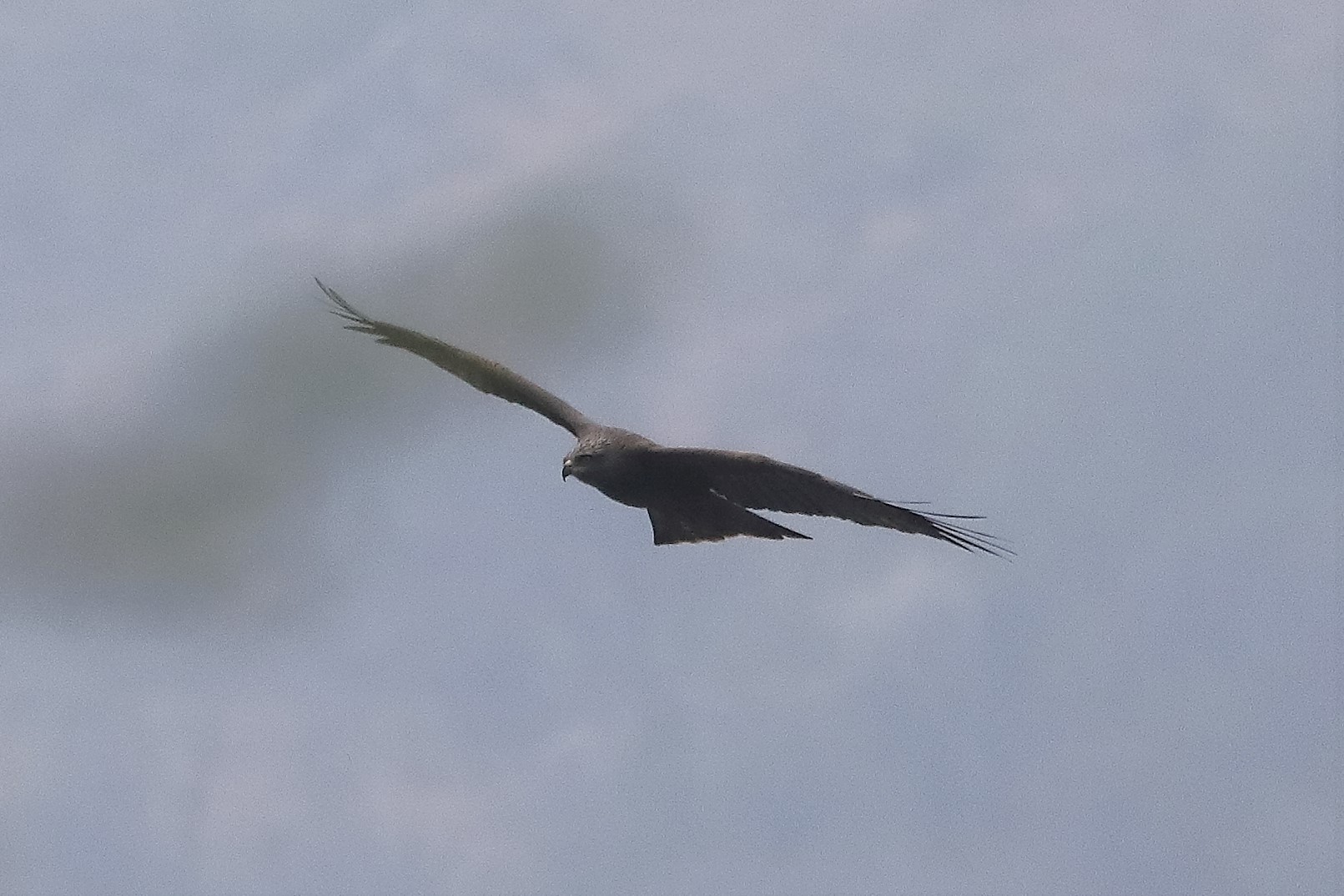 Black kite 30-03-2022