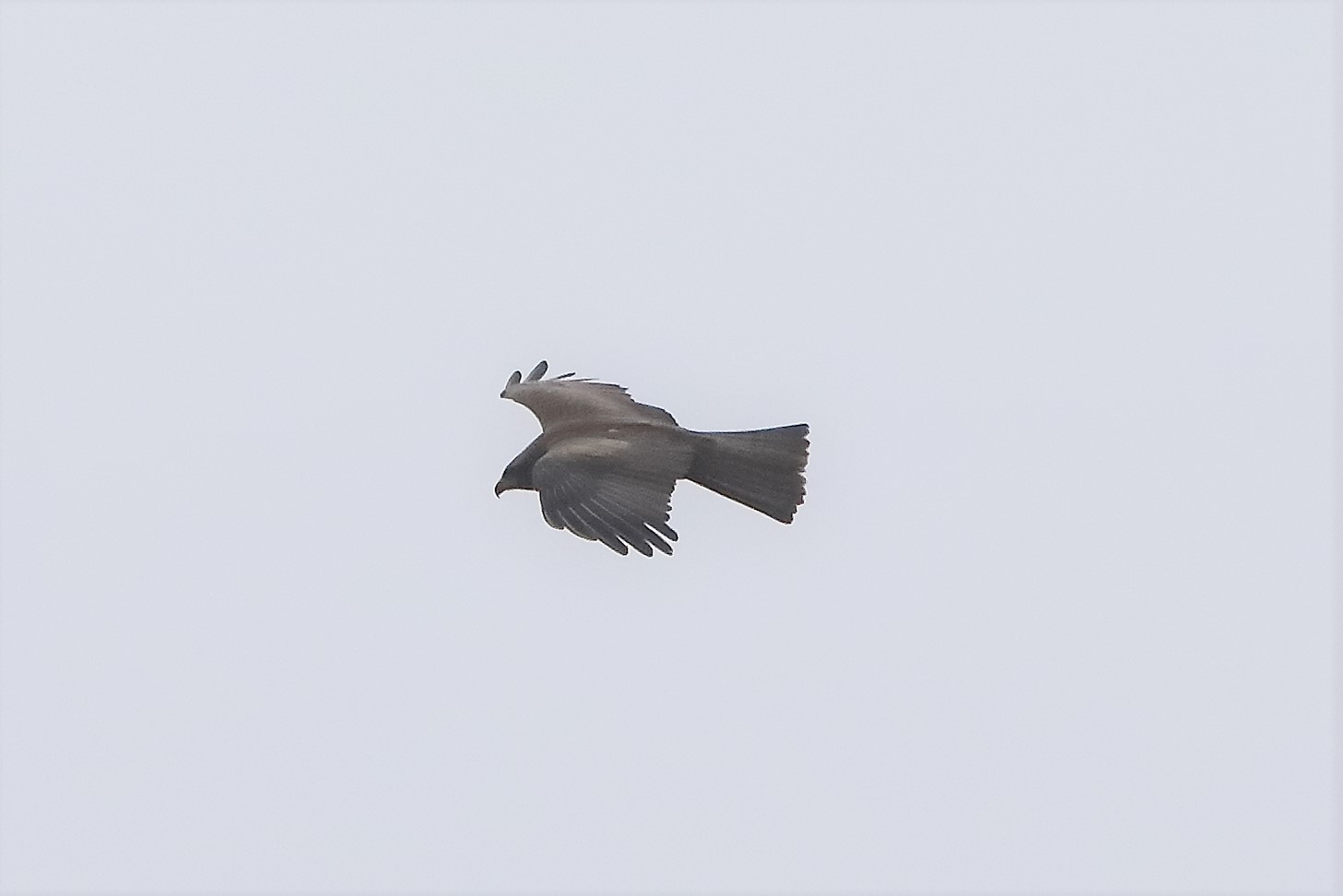 Black kite 30-03-2022