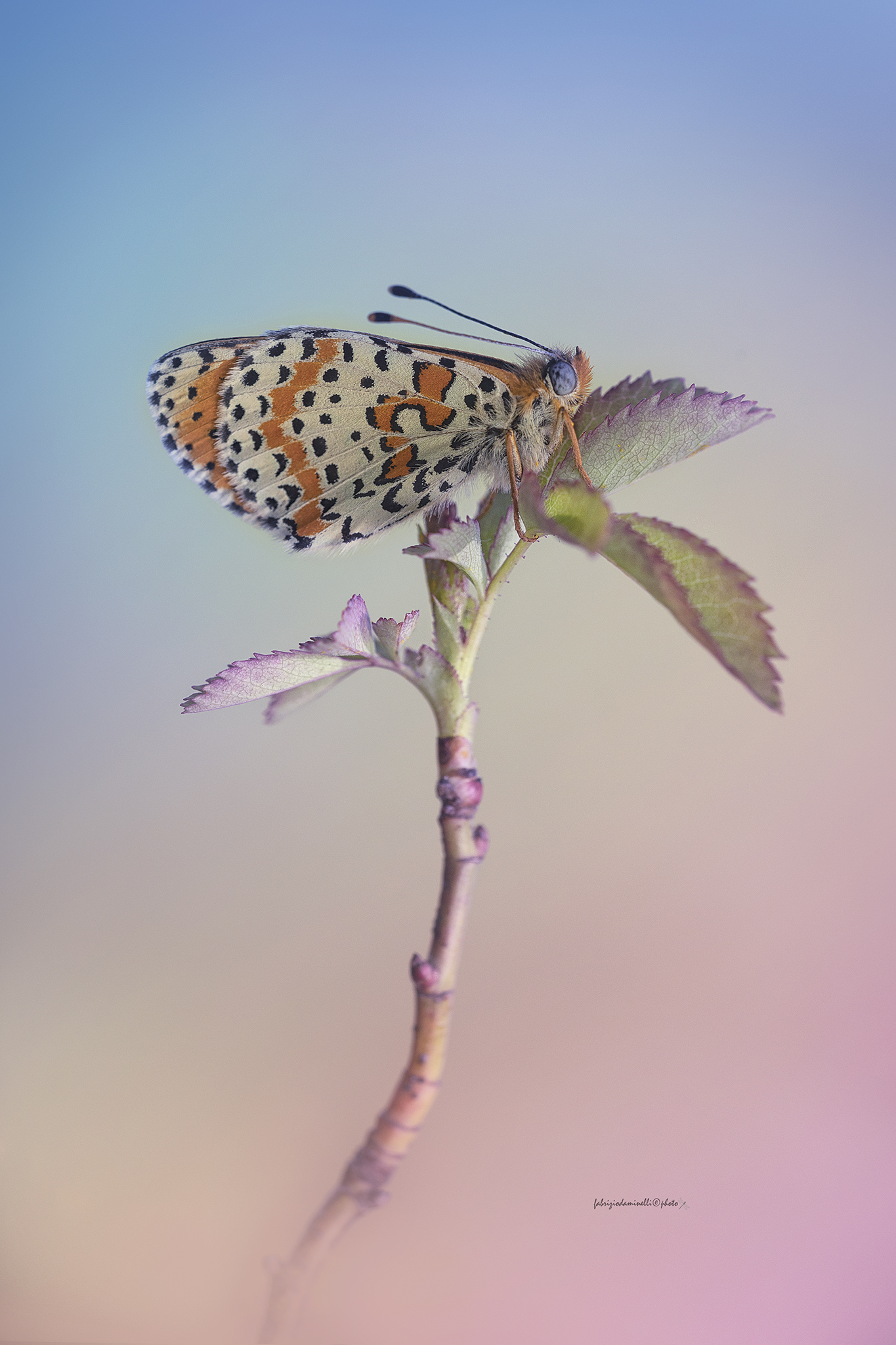 Melitaea didyma