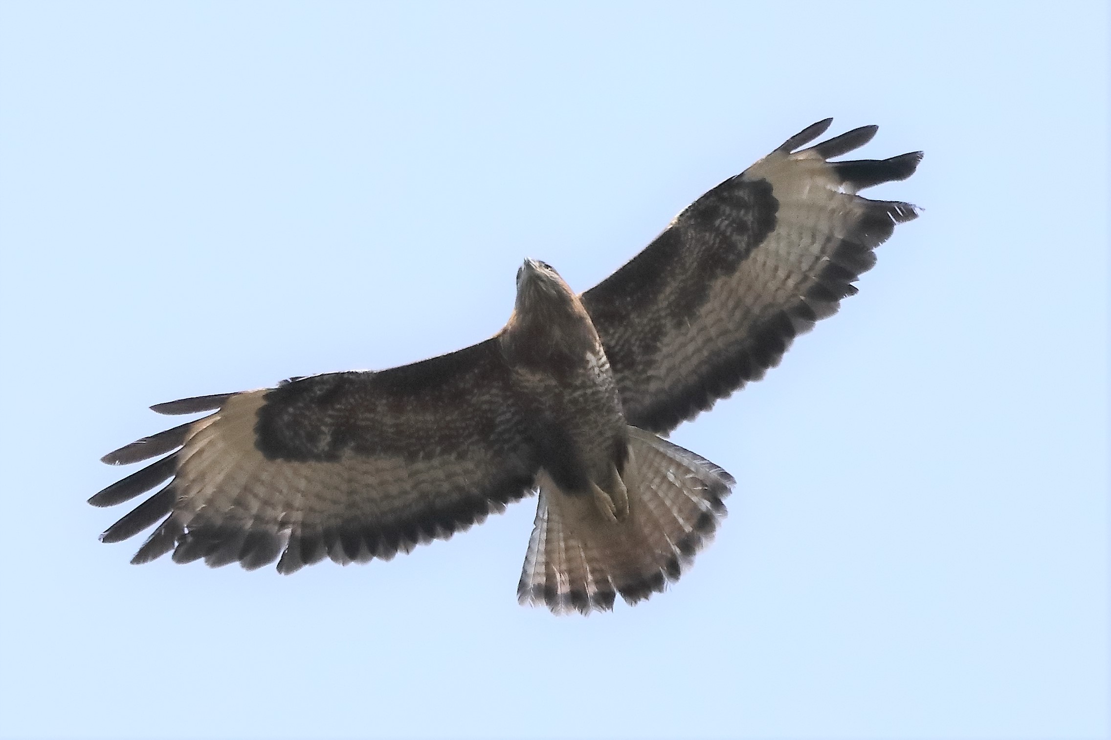 Buzzard 27-03-2022