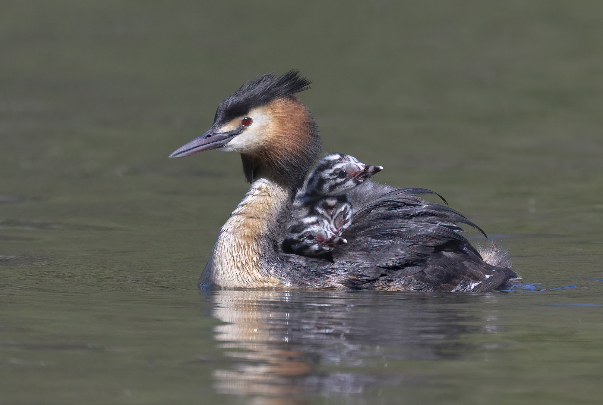 mamma e piccoli, svasso maggiore